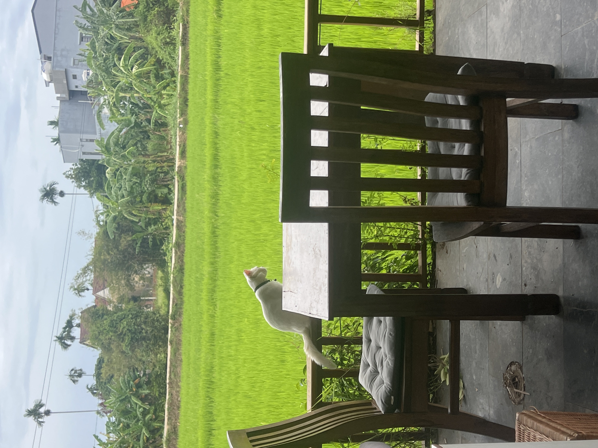 In Hoi An, Vietnam, a white cat with a green collar is perched on a wooden railing, overlooking a vibrant green rice paddy field under an overcast sky. In the foreground, a wooden table and two chairs with gray cushions are set on a stone patio. A wooden fence with vertical slats separates the patio from the rice field. In the background, lush green vegetation, including banana trees, and buildings with tiled roofs and modern structures are visible. The scene depicts a tranquil outdoor setting, likely a cafe or guesthouse balcony, in a rural area near Hoi An.