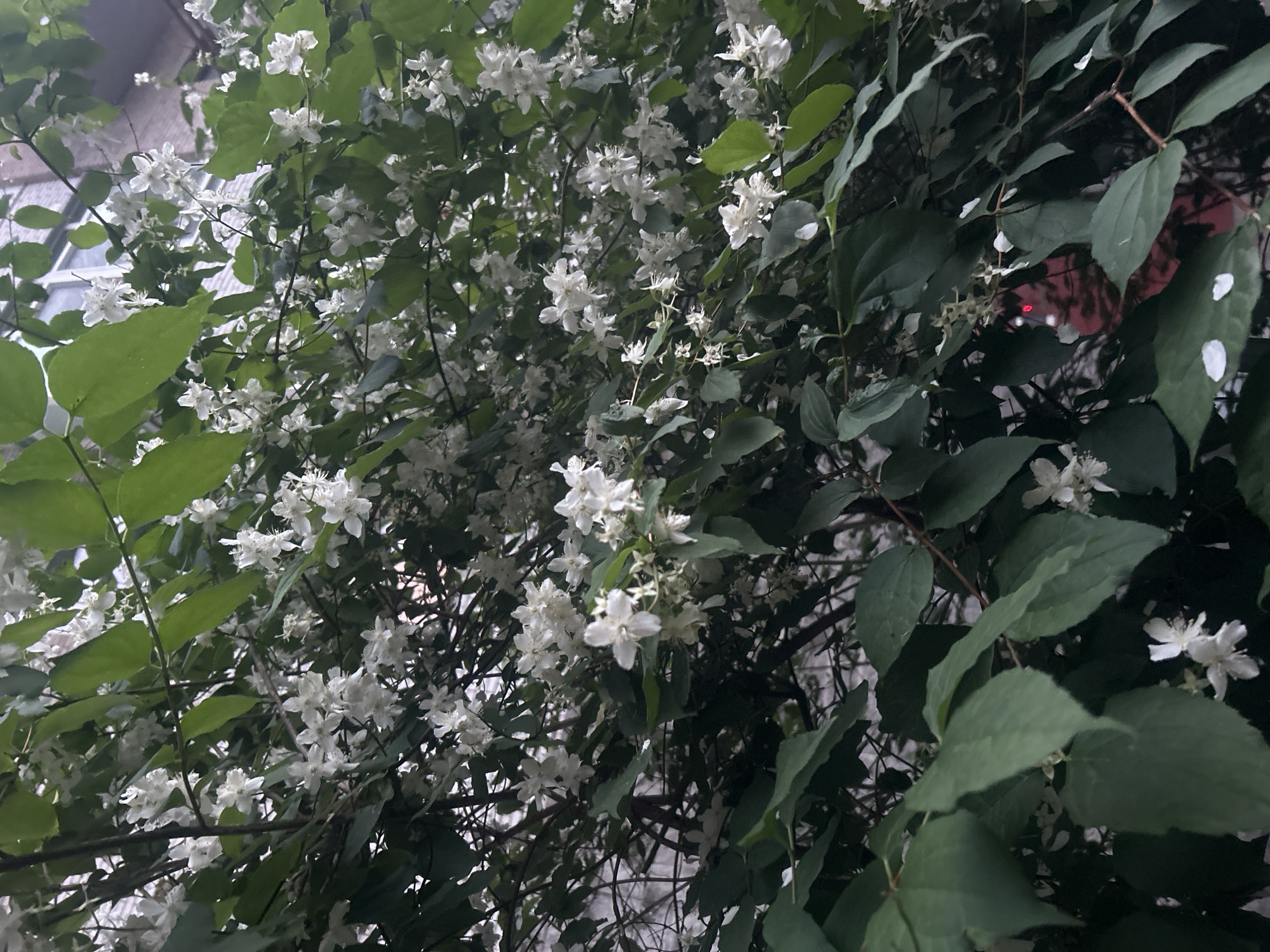 The image shows a close-up view of a flowering bush with white blossoms and green leaves. The bush is positioned outdoors against a building facade, which appears to be made of grey brick or concrete. The lighting suggests it is daytime, but possibly overcast or shaded. The building has windows visible in the background. The image does not contain any people, animals, or specific identifiable landmarks of Saint Petersburg. The scene appears to be a common urban outdoor setting.