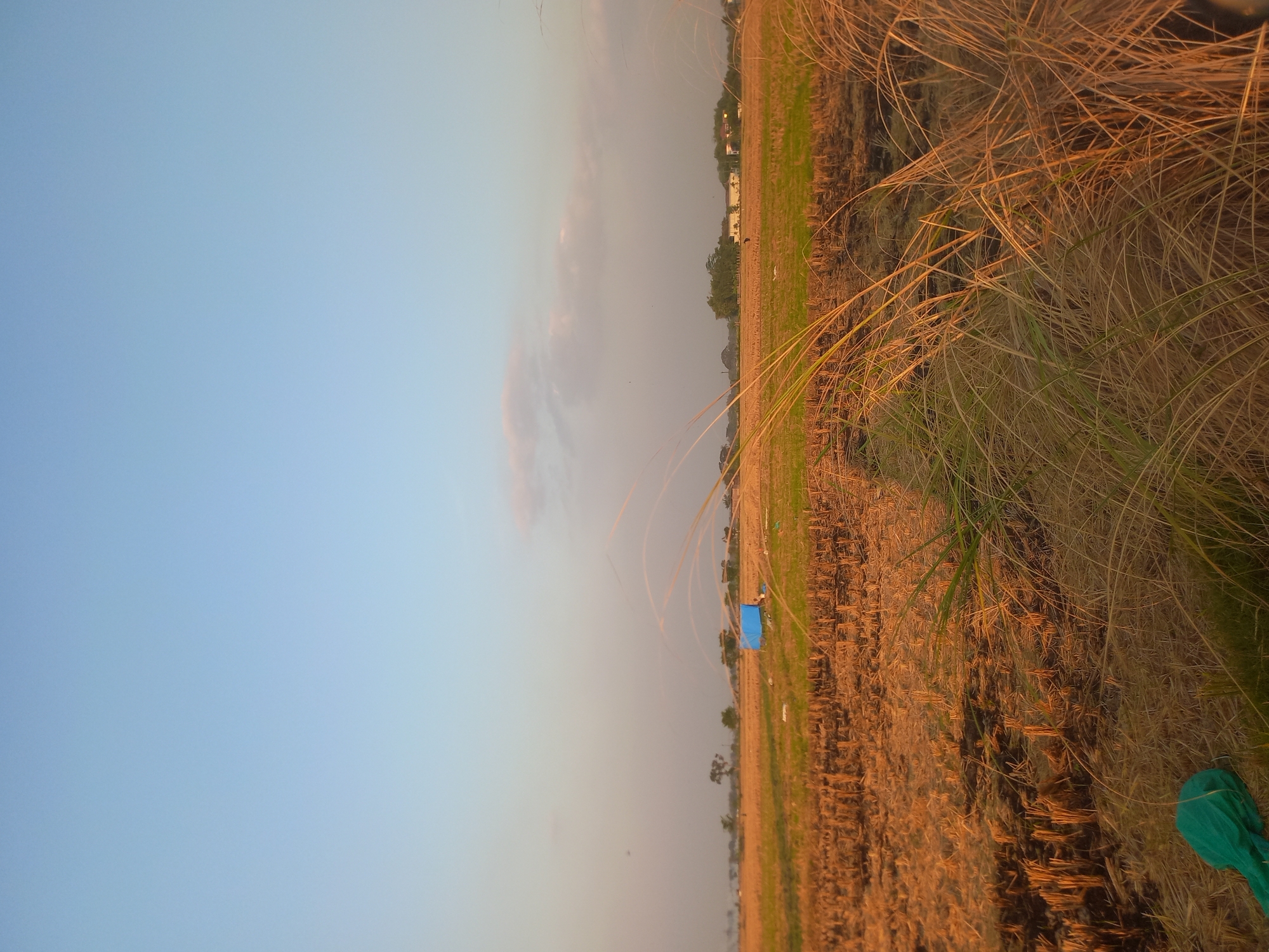An outdoor, eye-level, vertical, medium shot captures a harvested rice field in Megaluh, Indonesia during the golden hour. The foreground is dominated by dry, golden grass and stalks of harvested rice, with a flash of bright green fabric visible in the lower left corner. In the midground, the field is covered in stubble, with a bright blue tarpaulin stretched over a structure. A few distant trees and buildings are visible on the horizon. The sky above is a gradient of pale blue to a soft yellow, with a few wispy clouds. The overall impression is one of rural tranquility at dusk.