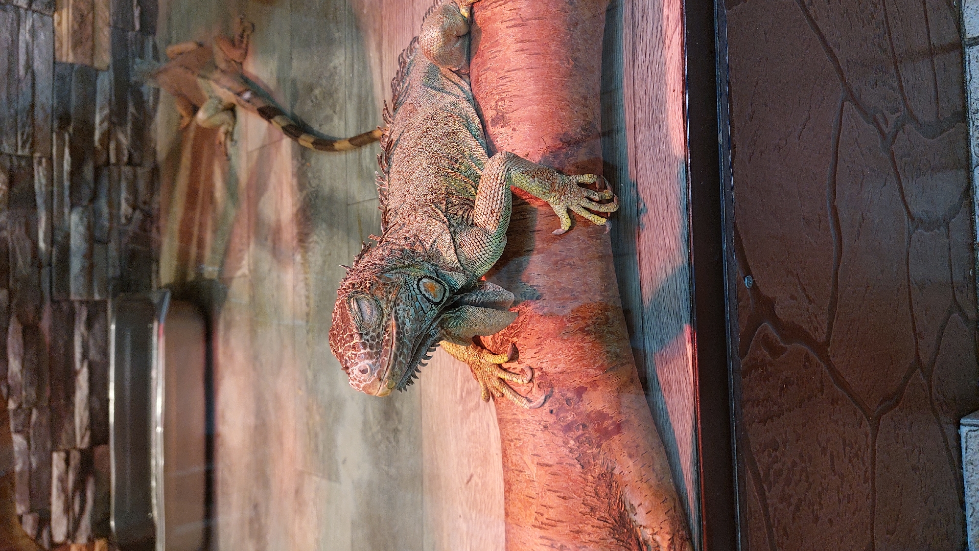 An iguana rests with its eyes closed on a thick, reddish-brown branch in a zoo enclosure. The iguana has green and brown scales, with orange accents around its eye. Its legs are splayed out, with its claws gripping the branch. In the background, another iguana can be seen lying on a wooden floor. Behind it, a rocky wall serves as the enclosure's backdrop. The enclosure also contains a grey dish in the upper left corner and a reflection of the surrounding area in the glass. The overall lighting is warm and reddish, suggesting artificial heat lamps.