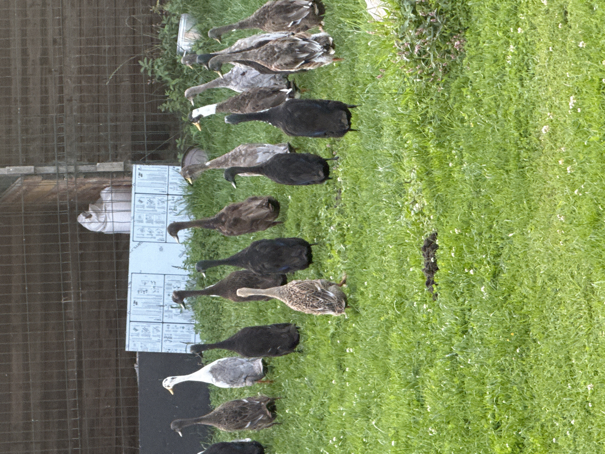 A flock of ducks is gathered on a grassy area. The ducks are of various colors, including brown, black, and white. Some of the ducks are facing forward, while others are facing away from the camera. The grass is green and there are a few small white flowers scattered throughout. In the background, there is a wire fence and some vegetation. A white sheet of material with writing on it is leaning against a fence.