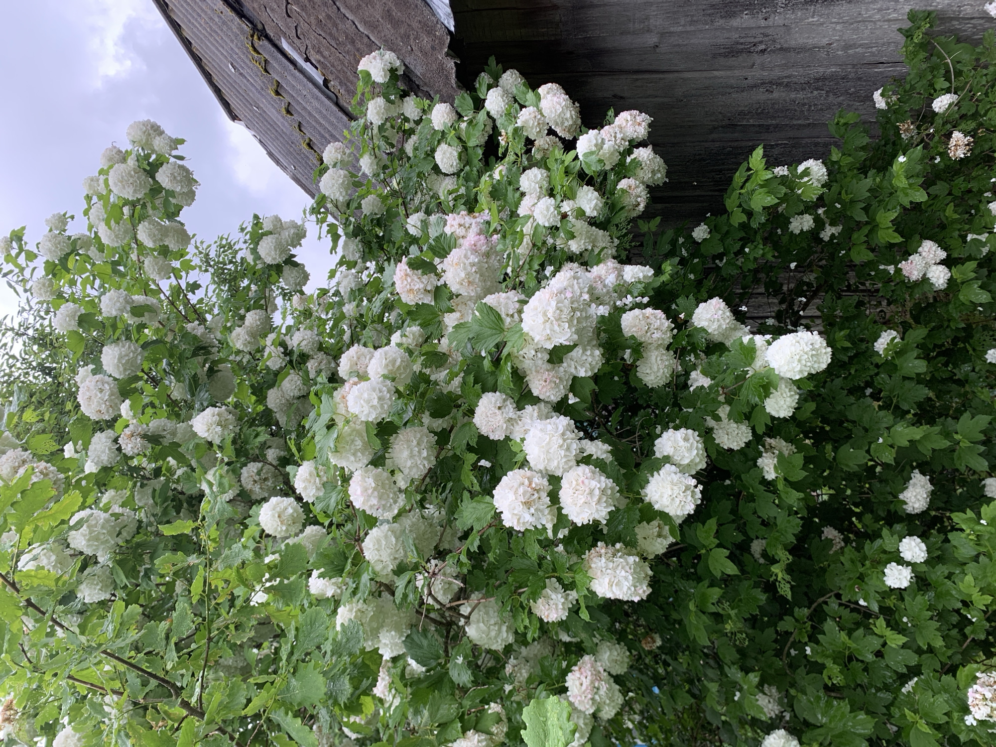 A bush with white, spherical flowers and green leaves is in full bloom, partially obscuring a weathered wooden wall and the corner of a dark, shingled roof. The sky above is overcast. The bush is densely packed with flowers, some tinged with a pale pink hue. The wooden wall exhibits vertical planks and appears aged, with some moss growing on the roof shingles. The overall scene suggests an outdoor setting, possibly in a rural area given the rustic construction of the building.
