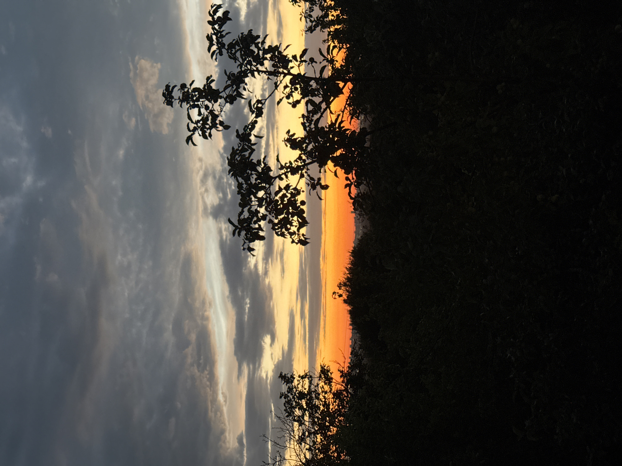 A silhouette of a tree and vegetation against a sunset sky is shown. The sky is a mixture of dark gray clouds at the top and bands of orange, yellow, and white towards the horizon. The tree in the foreground is dark and leafless, with branches reaching upwards. The vegetation in the lower portion of the image is also a dark silhouette. The scene is set in an outdoor environment, likely on a hill or elevated area overlooking a city in the distance, which is also rendered as a dark silhouette. The lighting suggests it is dusk or dawn.