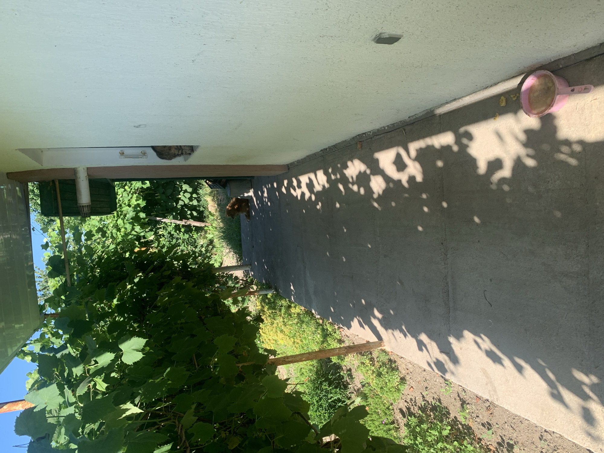 In Zhmerynka, Ukraine, a dog is lying down on a concrete path next to a building with a white wall. The path is partially covered by shadows from overhead foliage, likely grapevines supported by wooden posts. To the left of the path, there is a garden with green plants. A cat is visible sitting on a windowsill of the building, looking out. Near the bottom right of the image, a pink plastic bowl with some liquid and food remnants is on the ground. The sky above is clear and blue.