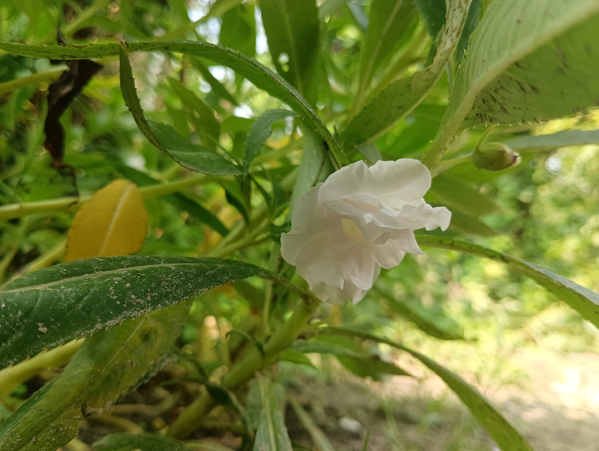 A single white flower is in focus in the center of the image, surrounded by green leaves and stems. The flower has delicate, ruffled petals and appears to be a garden balsam. The leaves are long and serrated, with some showing signs of spotting or damage. The background is blurred, suggesting a natural outdoor environment with dappled sunlight. The overall impression is of a close-up shot of a blossoming plant in a garden setting, possibly in Dakhin Parsa, India, though no specific urban features are visible.