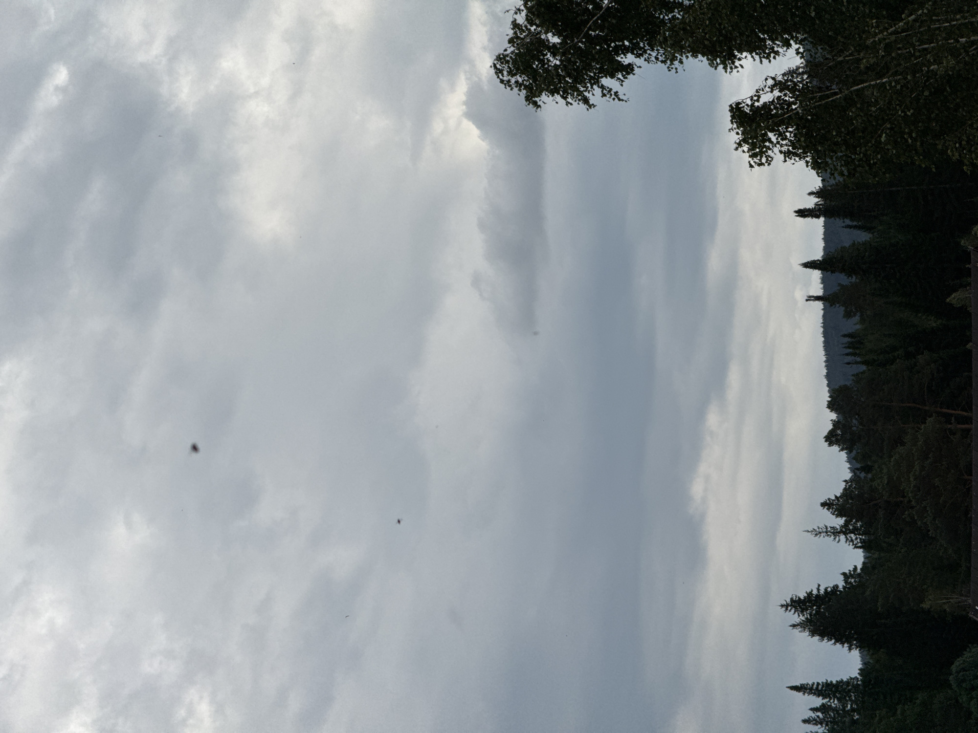 A wide shot captures an overcast sky over a dense forest. The clouds are a mix of light gray and white, with darker, thicker formations visible. In the upper portion of the sky, there are several small, dark specks, possibly birds or insects. Below the sky, a dark silhouette of a forest stretches across the horizon, with various types of trees, including tall conifers and shorter deciduous trees. In the foreground, on the right side, a large tree with dark green leaves partially obscures the view. The overall mood of the image is somber and natural, with no signs of human presence or urban elements. The location is identified as Ust-Mana, Russia.
