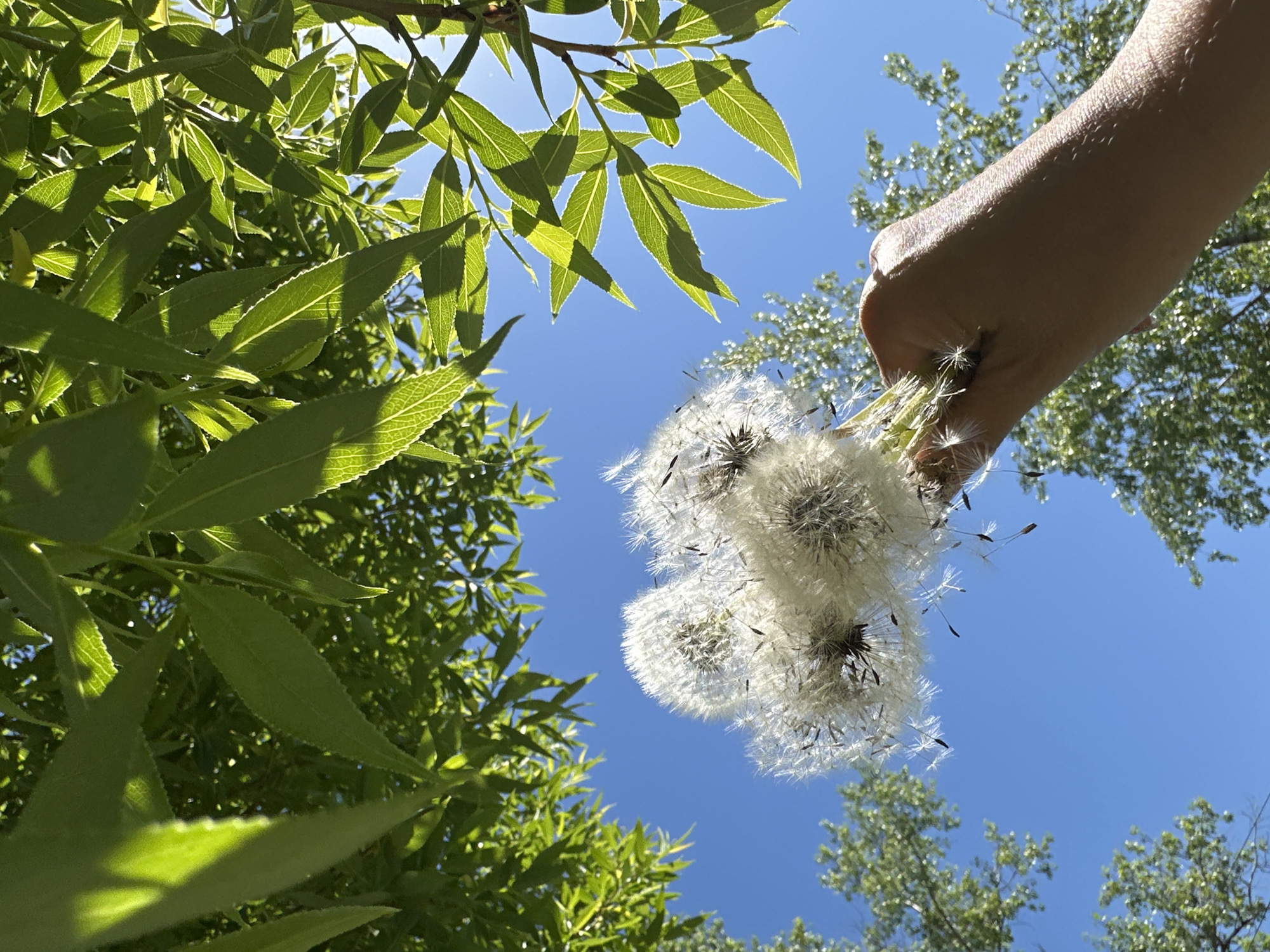 A low-angle shot under clear blue sky features lush green foliage of various trees and plants. A human hand holds a cluster of dandelions, their seeds dispersing in the air. The location is Chaikovsky, Russia.