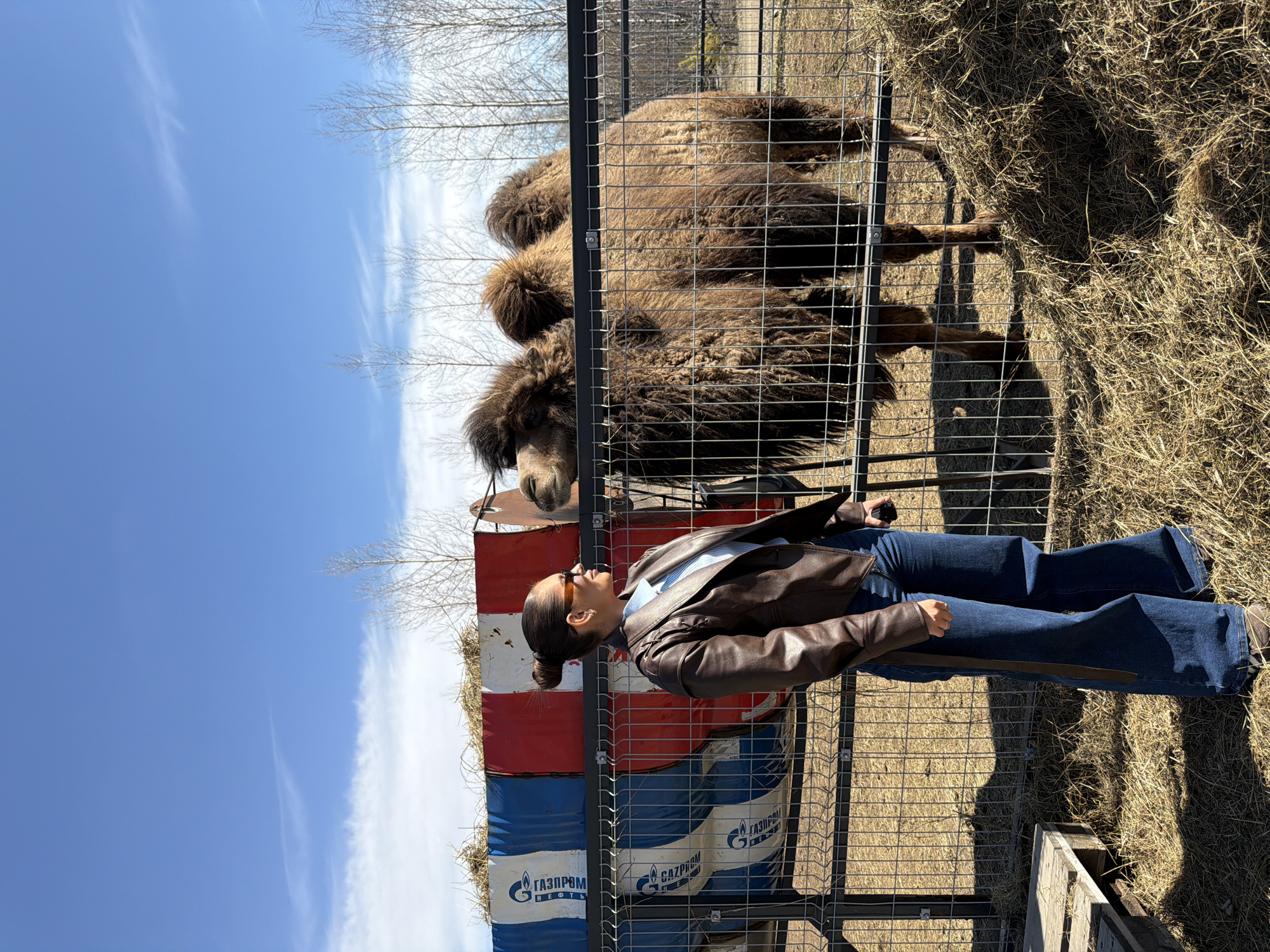 This image depicts an outdoor scene at an animal enclosure, likely a zoo or farm, under a bright, clear blue sky with scattered wispy clouds. The strong sunlight casts distinct shadows, suggesting a midday or early afternoon setting.
In the foreground, a young woman stands in profile on the left side of the frame, facing towards the right. She has dark hair neatly pulled back into a bun and wears sunglasses. Her attire includes a brown leather jacket, a light-colored collared shirt (possibly blue), and blue wide-leg jeans. She appears to be observing the animal in the adjacent enclosure.
Separated from the woman by a metal fence, a large, shaggy brown camel, likely a Bactrian camel given its thick coat, stands inside its enclosure. Its head is visible near the fence, close to the woman. The enclosure contains substantial piles of dry hay or straw, some of which are also seen loosely on top of barrels positioned behind the woman. A small wooden structure is partially visible within the camel's area in the lower right.
Behind the woman, several large industrial barrels are stacked horizontally, painted with alternating red and blue sections. Clearly visible on the blue parts of these barrels is the text "ГАЗПРОМ НЕФТЬ" (Gazprom Neft) and "ГАЗПРОМ" (Gazprom), indicating a Russian setting. The background features sparse, bare trees, suggesting late winter or early spring conditions. The ground is covered with dry grass and dirt. The overall scene captures a relaxed visit to an animal exhibit.