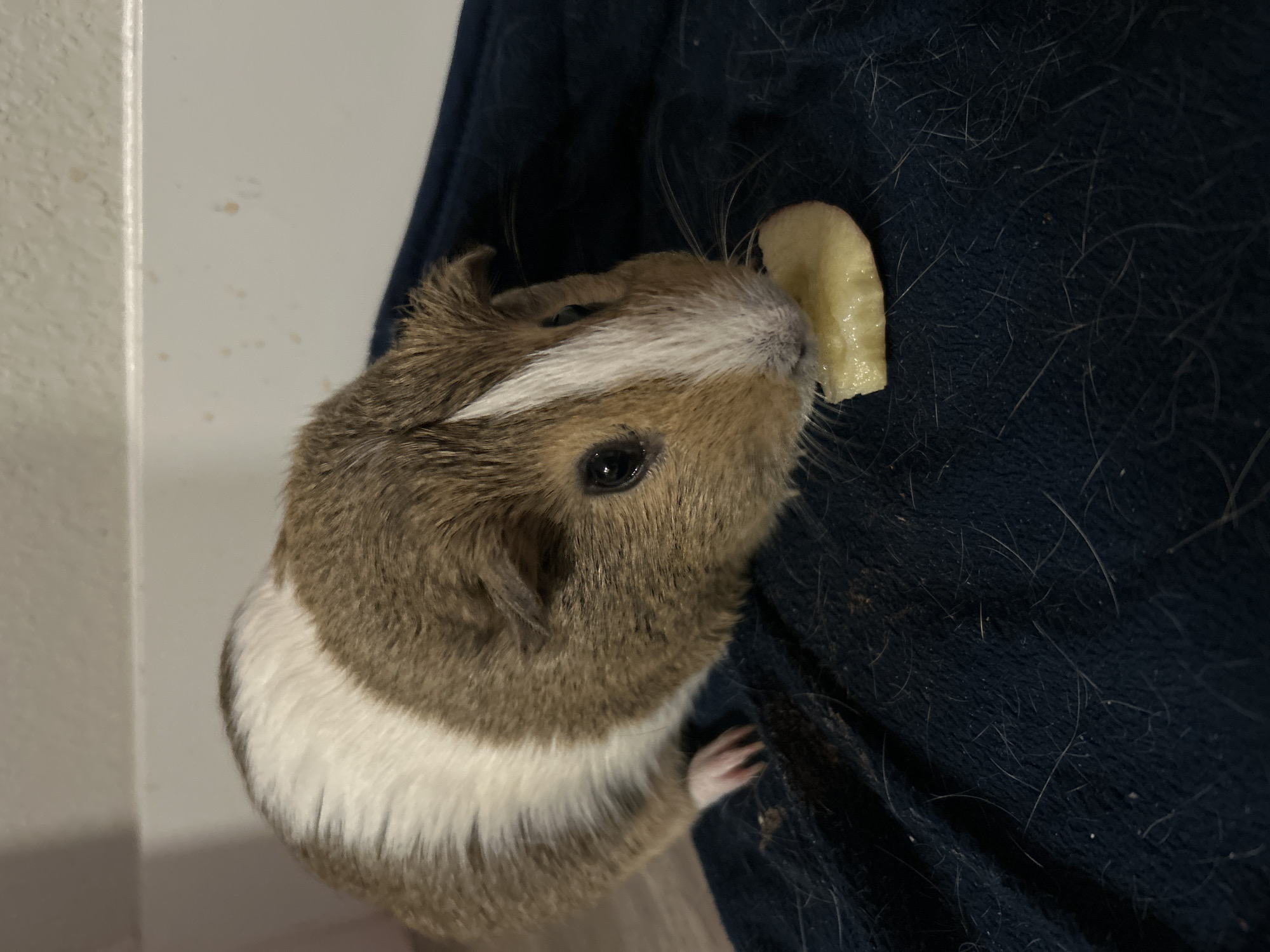 A guinea pig is seen eating a slice of apple. The guinea pig is brown and white and is resting on a dark blue blanket. The blanket is covered in pet hair. In the background, a white wall is visible with some light brown stains. The scene appears to be indoors. No specific location in Colorado Springs, United States of America is discernible from the image.