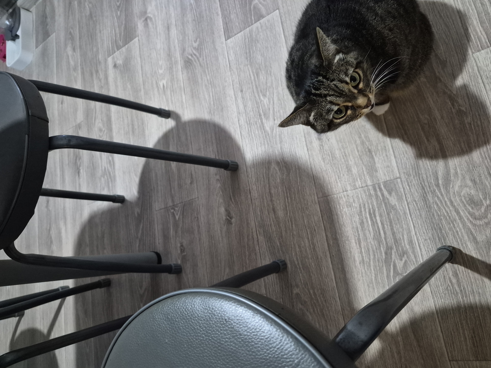 The image shows a tabby cat sitting on a wooden floor, looking upwards. The cat is dark brown and black with tabby markings and green eyes. A white patch is visible on its chest. The floor has a light wood grain pattern. To the left of the cat, partially visible, is a dark gray stool with a round, textured seat and thin legs. In the background, other dark gray stool legs are visible, casting shadows on the floor. The lighting suggests an indoor environment. The image does not provide information about the city of Chaikovsky, Russia.