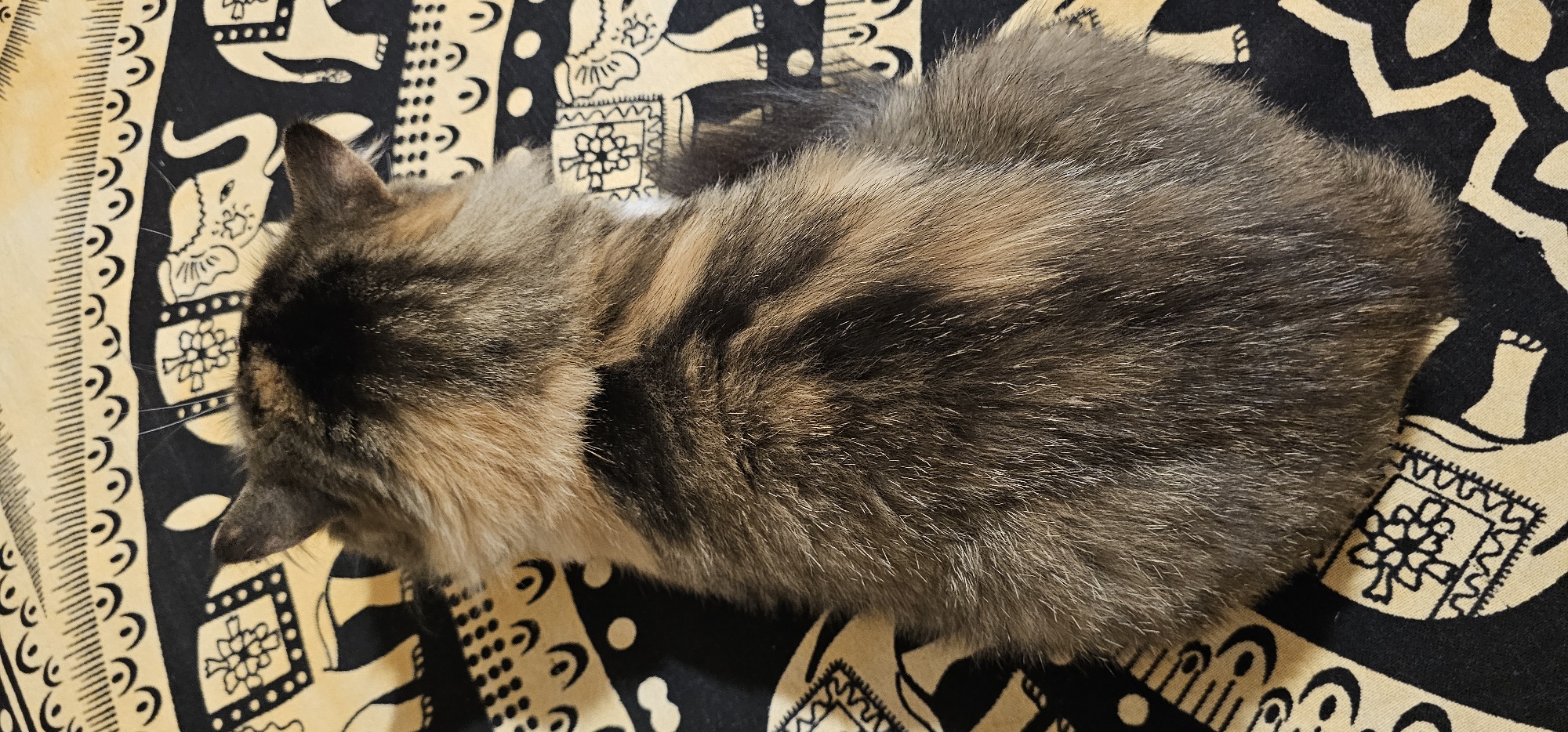 A calico cat, viewed from above, rests on a patterned textile. The cat's fur exhibits a mix of brown, black, and tan colors, with its back and tail being the most prominent features. The textile beneath the cat is yellow and black, featuring a repetitive pattern of elephants and decorative elements. The image appears to be a close-up shot, focusing on the cat and the immediate surroundings. There is no information available to determine the location of this image within Dogato, Italy.