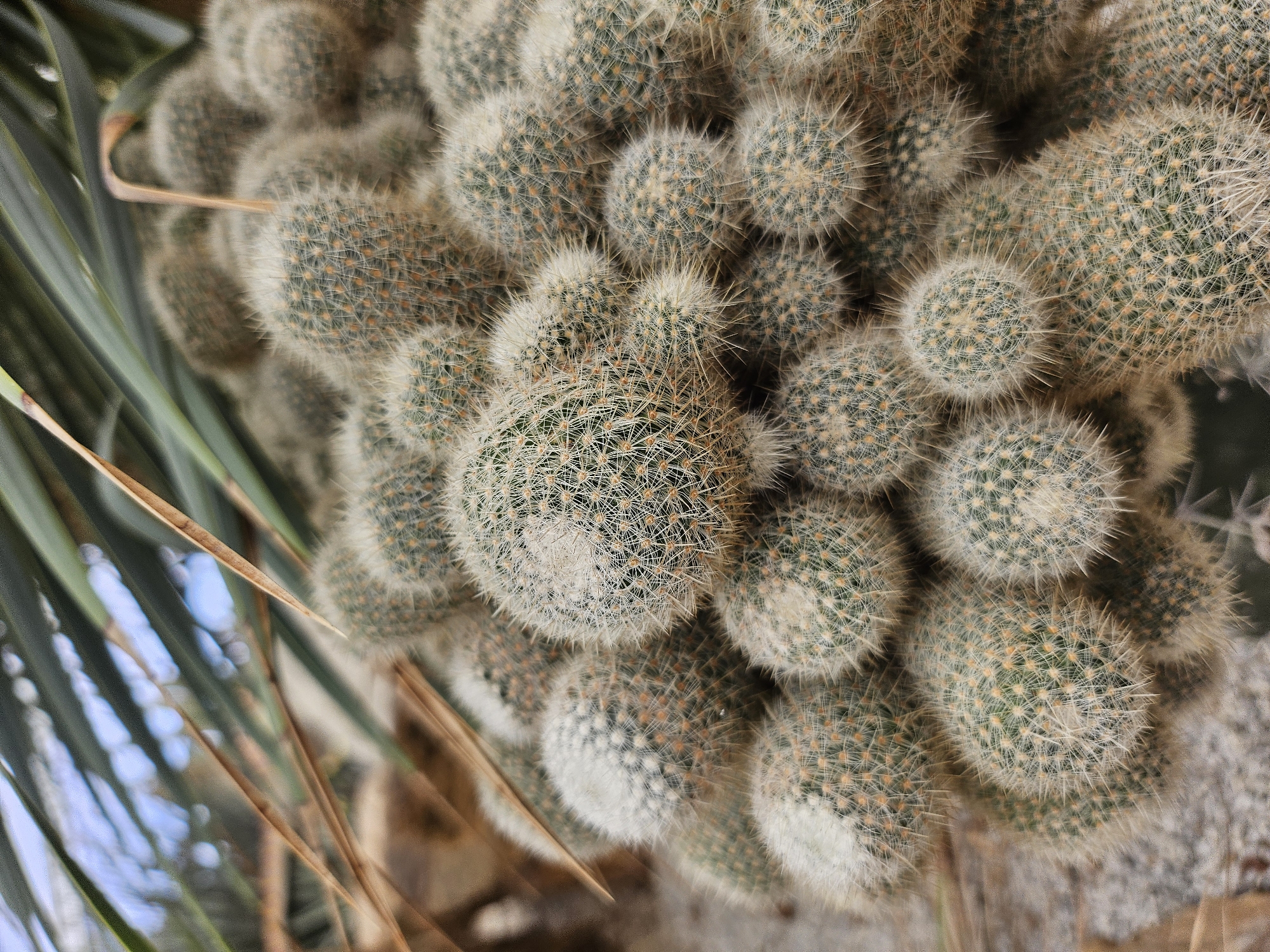 A close-up, vertical, eye-level shot captures a dense cluster of fuzzy, green barrel cacti. The cacti are round and covered in short, white spines interspersed with yellowish-brown spines, giving them a soft, fluffy appearance. Some of the cacti have a slightly elongated shape, while others are more spherical. In the upper left corner, blurred, long, thin green leaves of what appears to be a palm tree or similar plant arch overhead, casting a slight shadow and creating a dappled light effect. The background is out of focus, showing hints of the sky and sandy ground. The image is static, with no visible activity or people. The scene appears to be an outdoor setting, potentially a garden or a natural desert-like environment within Tambon Na Chom Thian, Thailand, given the context of the location.
