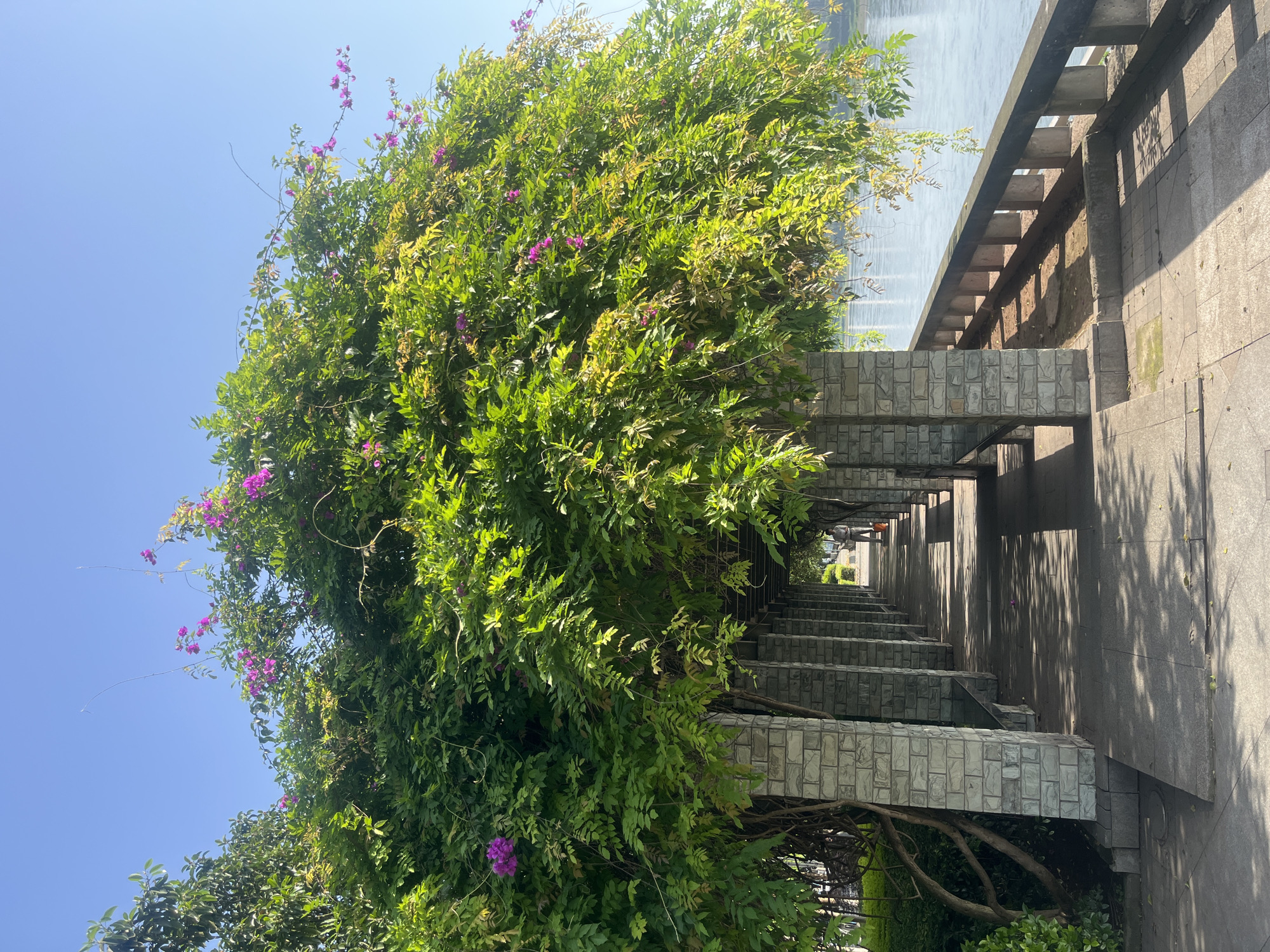 The image, originally oriented vertically, displays a bright, sunlit outdoor scene, likely a park or riverside promenade in Jiangjin, China.
On the left side of the frame, a large, lush mass of vibrant green foliage dominates, appearing to be a dense bush or climbing plant. Numerous small, delicate purple or magenta flowers are interspersed throughout the green leaves, adding splashes of color. Above the foliage, the sky is a clear, bright blue, indicating fair weather.
To the right, a structured pathway or shaded walkway extends into the distance. This structure is composed of sturdy, rectangular pillars made of light-colored, textured stone or concrete blocks, which support overhead beams, forming a partial canopy. The ground of the walkway is paved. Strong sunlight casts distinct, elongated shadows from the pillars and beams onto the path, suggesting it is either morning or late afternoon.
Beyond the constructed walkway and partially visible on the far right, a calm body of water, appearing light blue or grey, stretches into the background, hinting at a river or large lake. No individuals are visible in the scene, which conveys a sense of peacefulness and natural beauty within a designed public space.