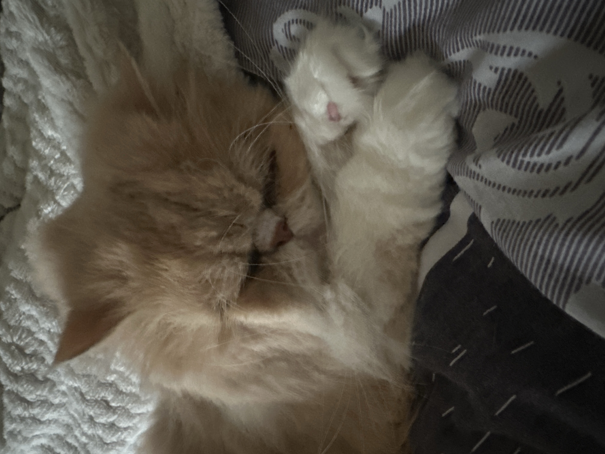 The image shows a close-up of a fluffy, orange and white cat sleeping on a bed. The cat's eyes are closed, and its paws are tucked under its head. The cat is lying on a dark-colored blanket with a striped pattern, and a lighter-colored, textured blanket is visible behind its head. The scene appears to be indoors, in a residential setting. There are no people visible in the image. The location is not specified in the provided information.