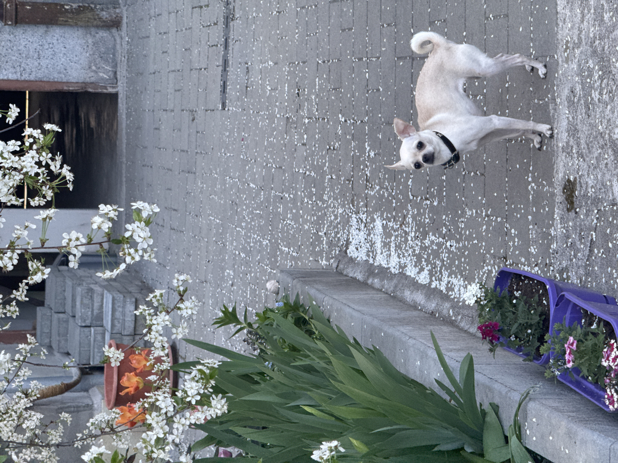 A light tan chihuahua dog with a black collar stands on a gray-paved surface scattered with white flower petals. The dog is looking towards the camera. In the foreground, there is green foliage, white flowering branches, and a terracotta pot with orange flowers. Behind these, there are two purple flower planters with flowers in them. In the background, there is a concrete wall. The location is likely in the city of Sofia, Bulgaria.