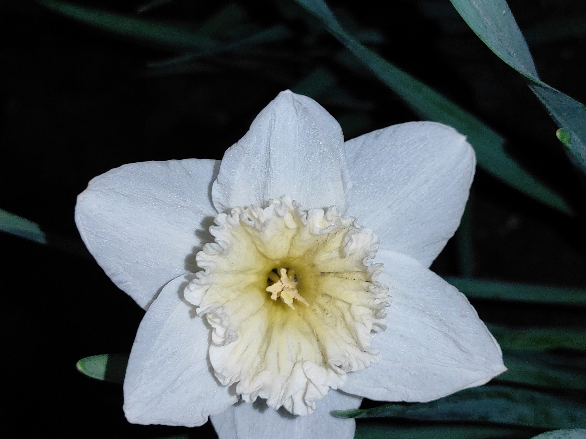 The image shows a white daffodil flower with a yellow ruffled center. The flower is set against a dark background, with a few dark green leaves visible. There is no information in the image to suggest its location in the city of Chaikovsky, Russia.