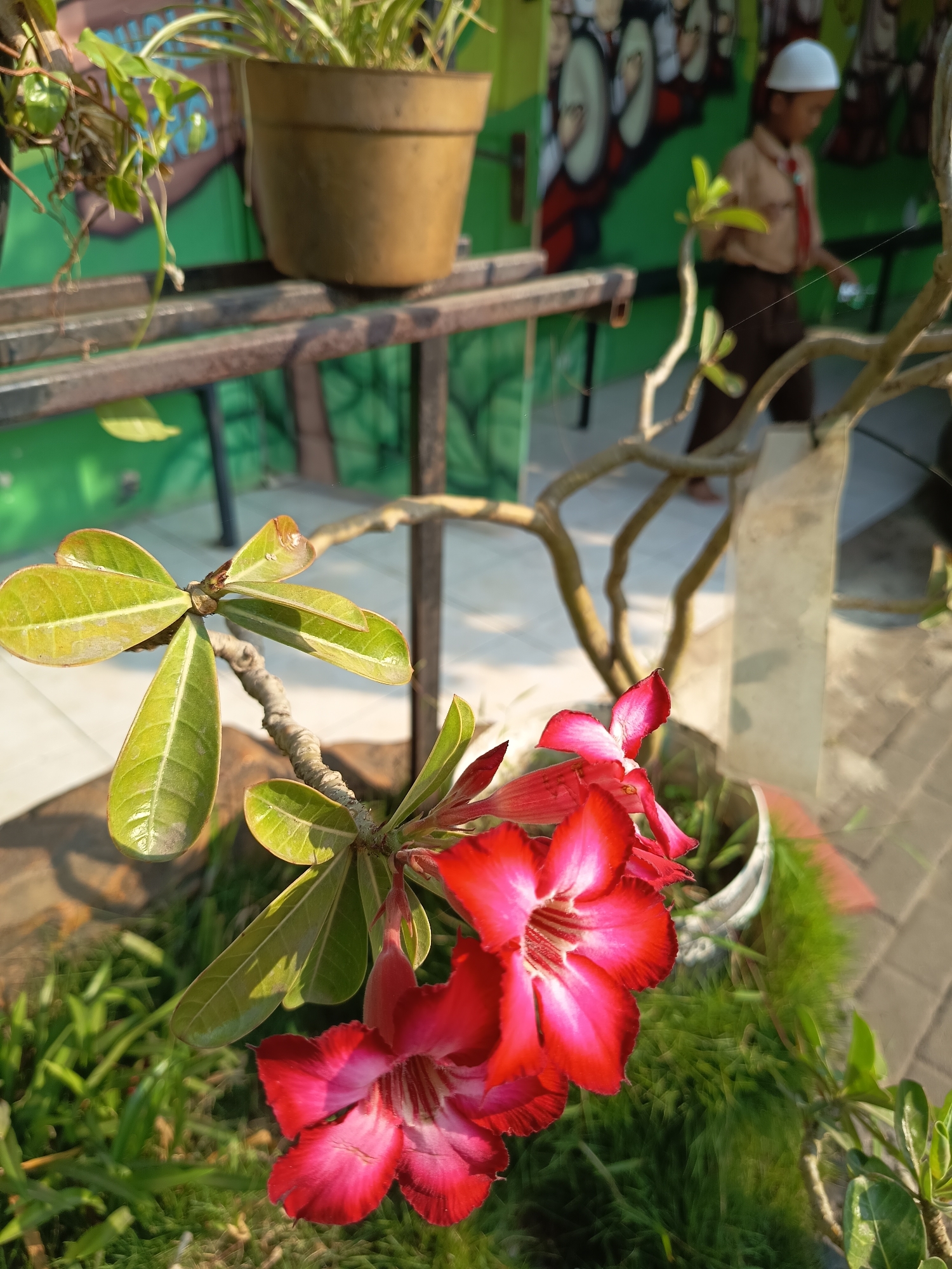 In Widoro, Indonesia, a close-up shot focuses on a vibrant pink adenium flower in the foreground, its petals a striking contrast against the soft green leaves. Behind the flower, a young person in a school uniform, complete with a white cap, brown shirt, red tie, and dark pants, is partially visible, their gaze directed downwards as they walk away from the camera. The background is adorned with a colorful mural featuring cartoonish figures, and a brown potted plant sits on a metal rack. The scene appears to be outdoors, possibly in a schoolyard or garden, bathed in natural light.