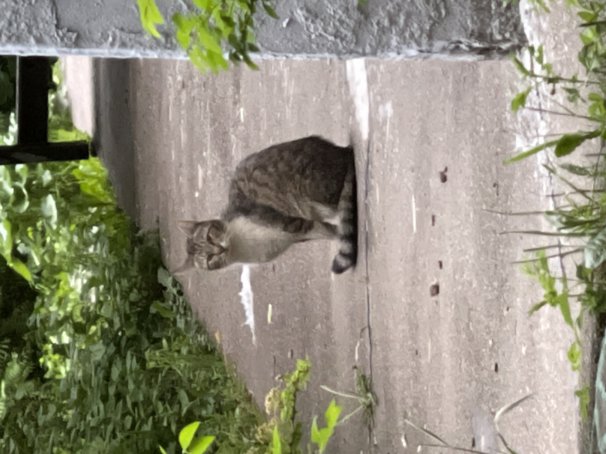 A tabby cat is perched on a concrete ledge in what appears to be an outdoor urban setting. Lush green foliage frames the cat on both sides. The ledge is part of a structure that includes a dark, possibly metal, element to the left of the greenery. The ledge's surface is textured, showing signs of wear or age. There is no visible indication of the city of Moscow, Russia in the image.