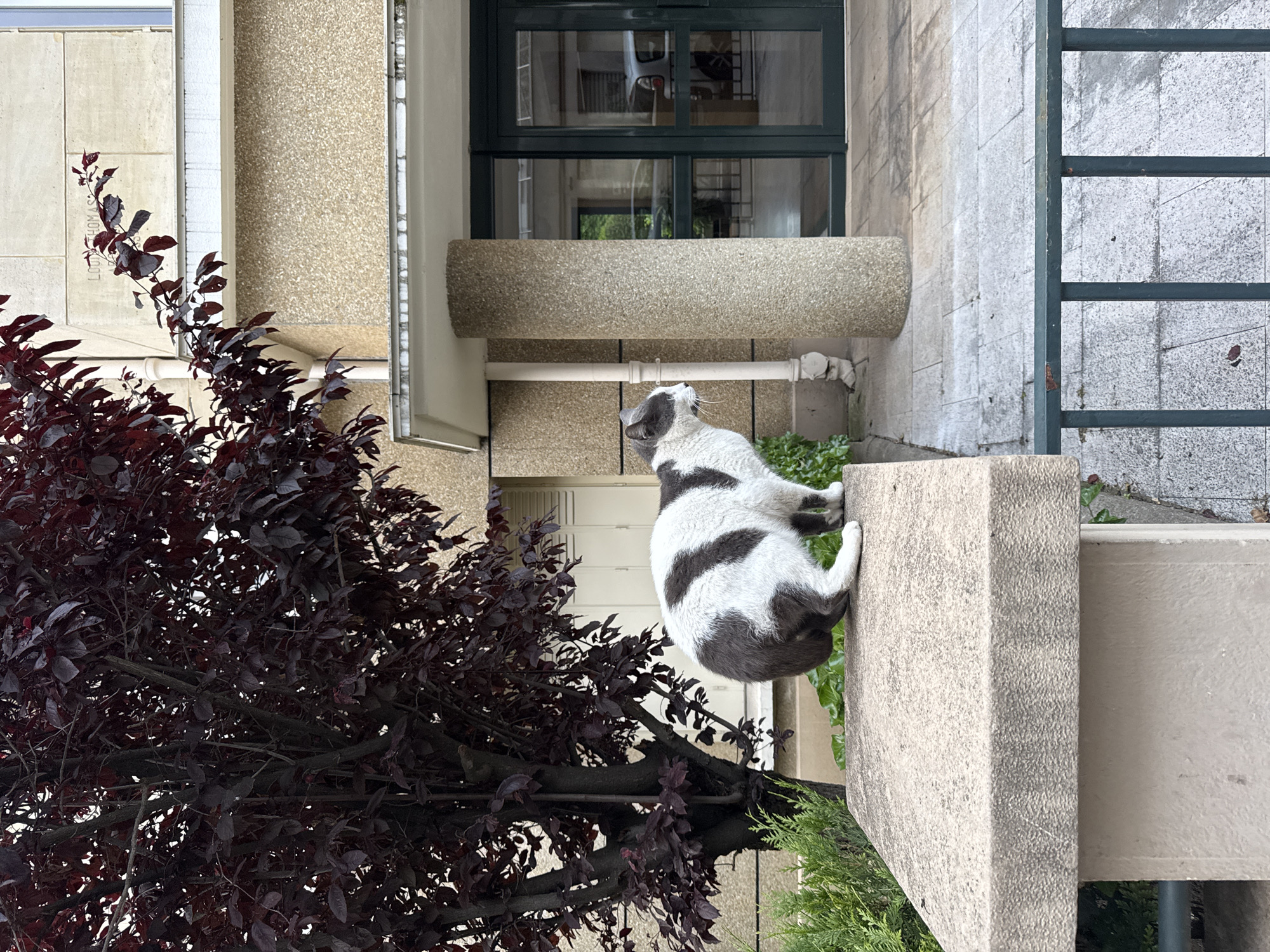 A vertical shot shows a cat perched on a concrete ledge next to a building in Paris, France. The cat is white with grey markings. It is sitting upright and looking up, possibly at something above. To the left of the cat, a tree with dark reddish-purple leaves partially obscures the view. The building is made of tan and grey concrete and has a window and door visible behind the cat. A concrete pipe runs along the wall behind the cat. To the right of the ledge is a grey ladder structure attached to the building. The overall setting suggests an urban environment, possibly a courtyard or alleyway.
