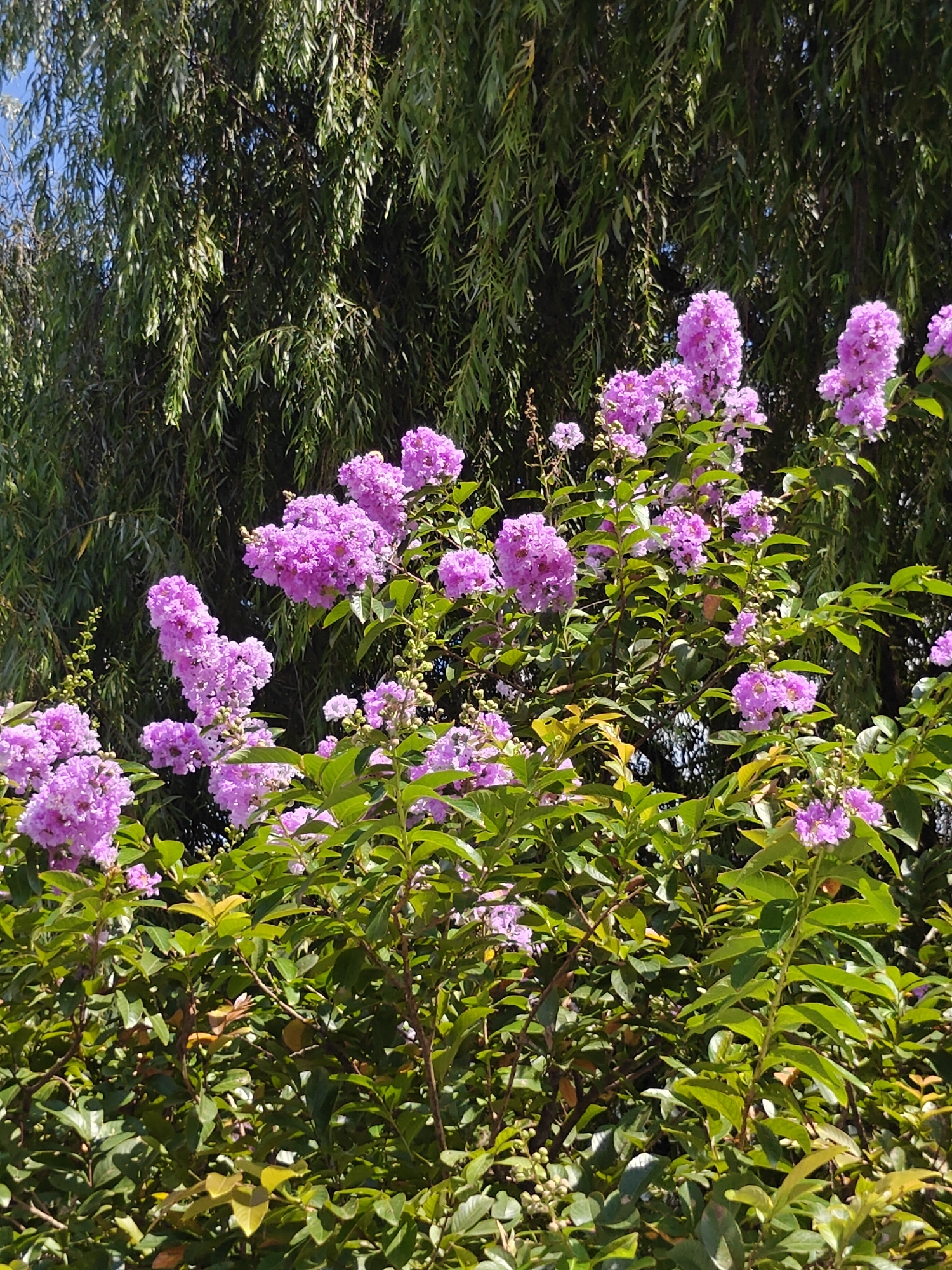 In Pokhara, Nepal, a close-up shot captures the vibrant clusters of purple crape myrtle flowers blooming against a backdrop of lush green foliage. The flowers, with their delicate petals, are arranged in conical panicles, showcasing their intricate beauty. The leaves of the crape myrtle plant are a rich green, providing a striking contrast to the purple blooms. Behind the crape myrtle, a dense willow tree can be seen, its long, slender leaves forming a curtain of green. The sunlight filters through the leaves, creating a dappled effect and highlighting the textures of the plants. The scene is a testament to the natural beauty found in Pokhara, where blooming flowers and verdant trees create a picturesque landscape.