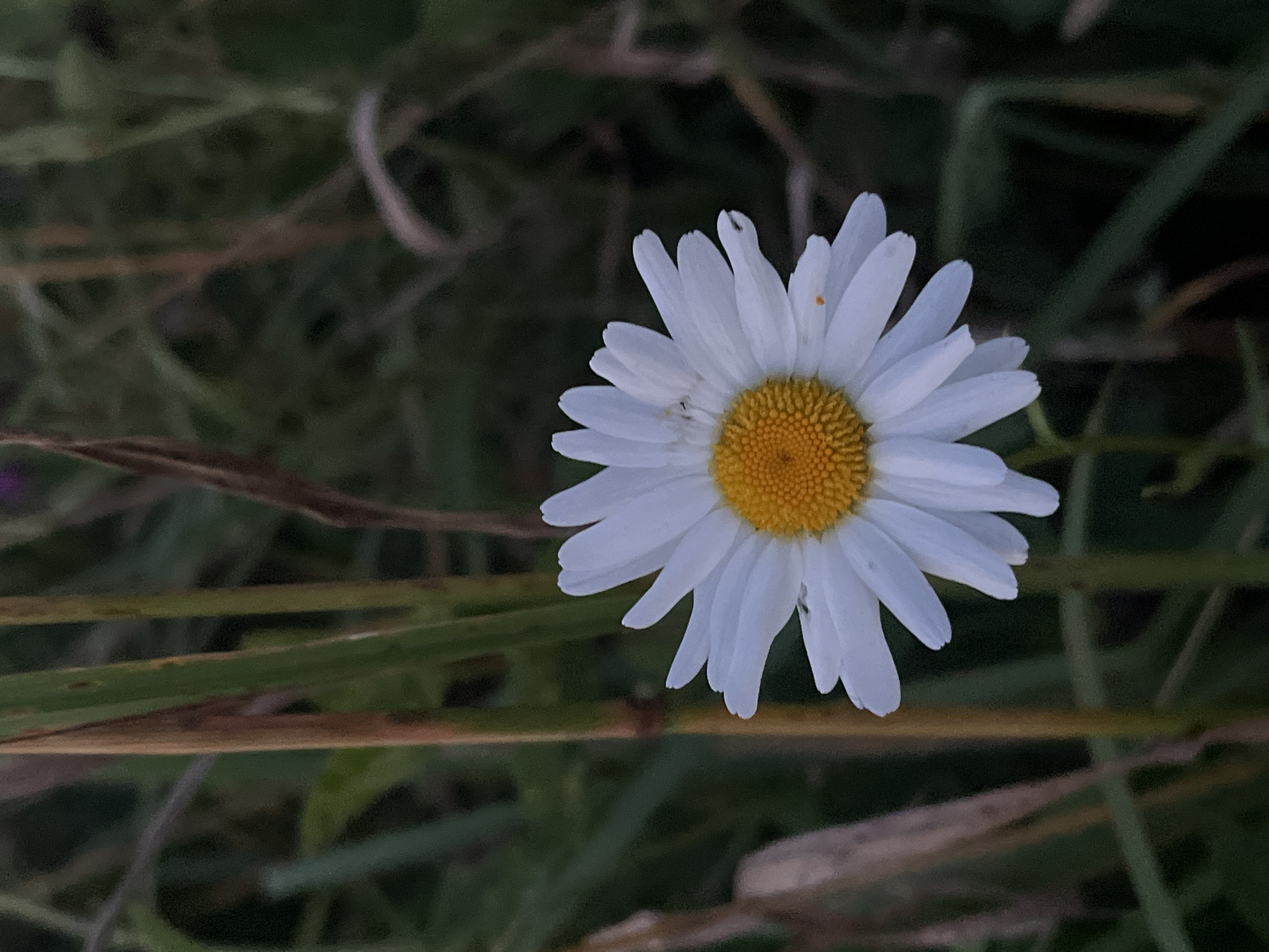 In Il'ino, Russia, a close-up photograph captures a single daisy flower set against a backdrop of blurred greenery and tall grasses. The daisy, with its white petals radiating from a bright yellow center, is the central focus. The surrounding foliage is a mix of green and brown, suggesting a natural, outdoor setting, possibly a field or garden. The lighting appears to be soft, indicating it might be early morning or late evening. No people are visible in the image.