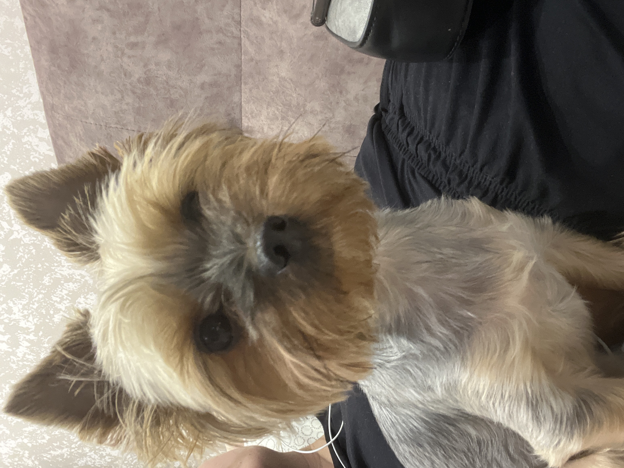 The image displays a small, fluffy dog, likely a Yorkshire Terrier, with a distinctive mix of tan-blonde and grey fur. The dog's head is positioned on the left side of the frame, looking directly towards the viewer with dark, expressive eyes and a black nose. Its ears are erect and pointy, characteristic of the breed. The fur on its face is longer and lighter, while the fur on its body appears a mix of grey and lighter tones.
The dog is being held or resting on a person, whose body is partially visible on the right side and towards the bottom of the frame. The person is wearing dark, possibly black, clothing with visible fabric gathering or an elasticated waistband. White earphones or cables are subtly visible near the person's hand or arm, positioned towards the bottom-center.
The background consists of a textured wall, appearing in two distinct sections. On the top left, there's a lighter, possibly off-white or cream section with a subtle patterned texture. Adjacent to it, on the top right, is a darker, muted purplish-grey surface, possibly an upholstered headboard, cushion, or furniture. No text is visible in the image. The scene appears to be an indoor setting, likely a home, with the dog being affectionate or posing for a picture while being held.