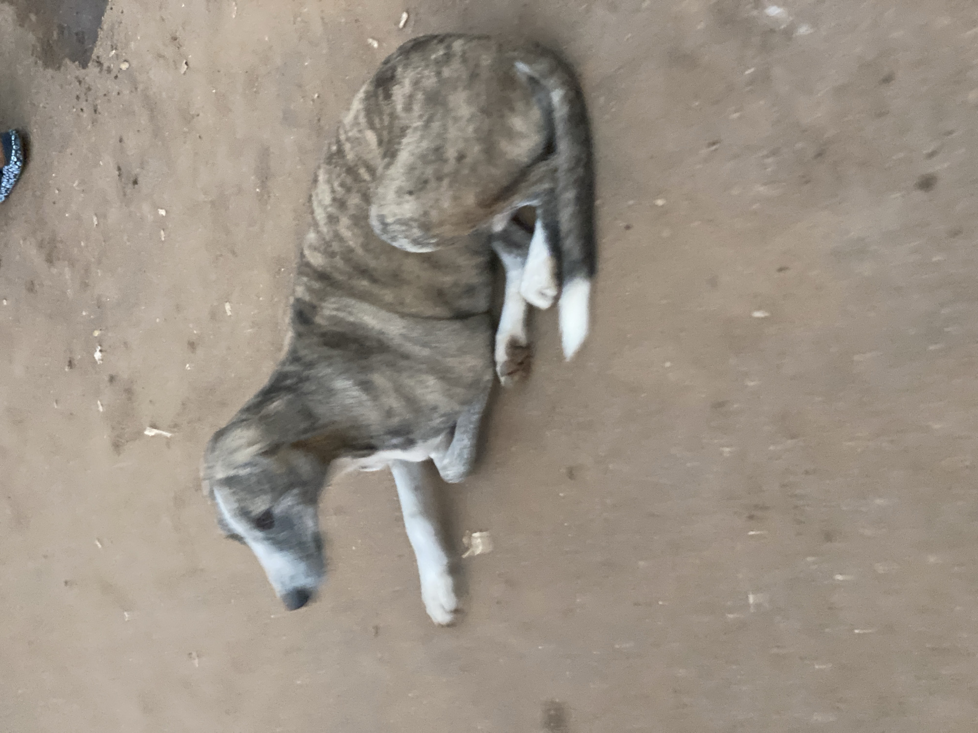 An adult brindle greyhound dog is lying down on a dirt surface in Kafanchan B, Nigeria. The dog's body is mostly visible, from its head to its curled tail. Its fur displays a pattern of light and dark stripes. The dog's front left leg is extended forward, while its other legs are tucked beneath its body. In the background, the feet of a person wearing a dark shoe with a sparkly pattern are visible. The ground appears to be dry earth with some scattered debris. The lighting suggests it is daytime.