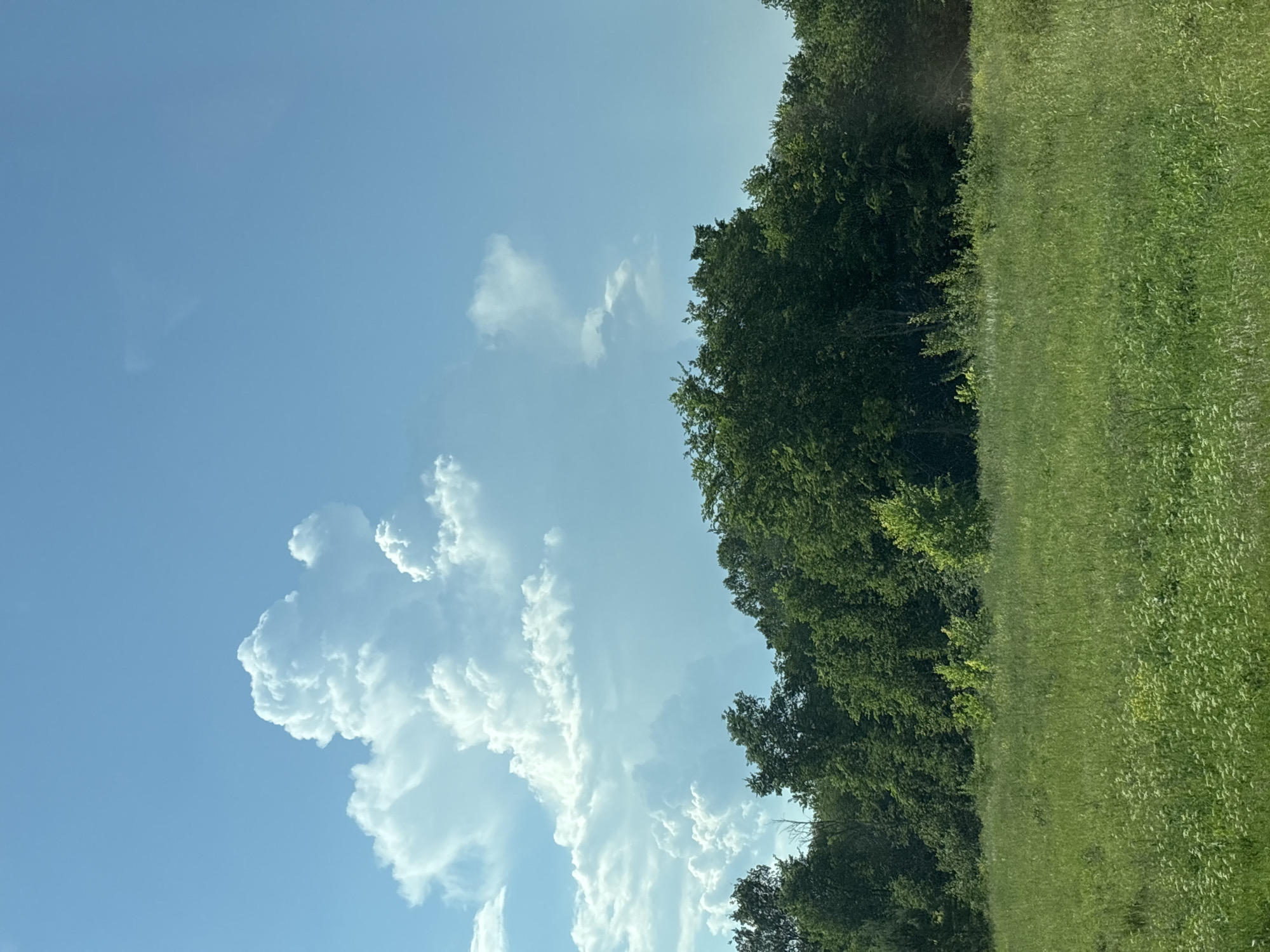 The image captures a serene rural landscape under a bright blue sky dotted with fluffy white clouds. A vast expanse of tall green grass, dotted with small white wildflowers, stretches across the foreground. Behind the field, a dense line of lush green trees forms a natural barrier, their varied shades of green creating a textured backdrop. The trees appear healthy and full, suggesting a warm and sunny day. In the upper portion of the image, dramatic cumulus clouds are visible, some towering majestically against the clear sky, hinting at possible atmospheric activity. The scene evokes a sense of peace and natural beauty, typical of a countryside setting.