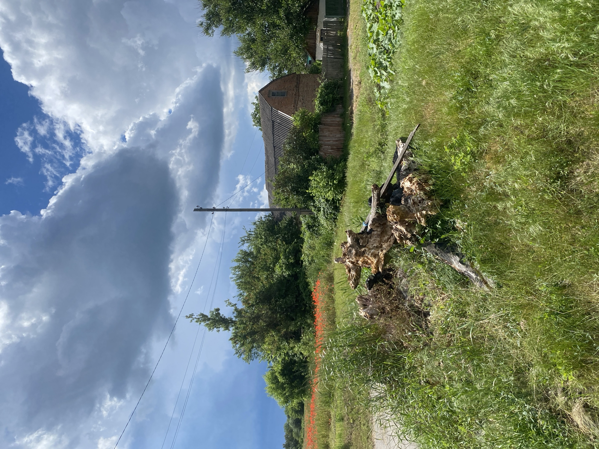 An outdoor scene captured on a bright, cloudy day depicts a rural landscape in Ustyvytsia, Ukraine. In the foreground, a large, weathered tree stump lies amidst tall green grass. Beyond the stump, a field of vibrant red poppies stretches across the middle ground, bordered by lush green trees. In the background, a brick house with a dark, gabled roof and a small window is visible, with a weathered wooden fence in front of it. Power lines crisscross the sky, and a solitary utility pole stands near the house. The overall impression is one of a serene, pastoral setting.