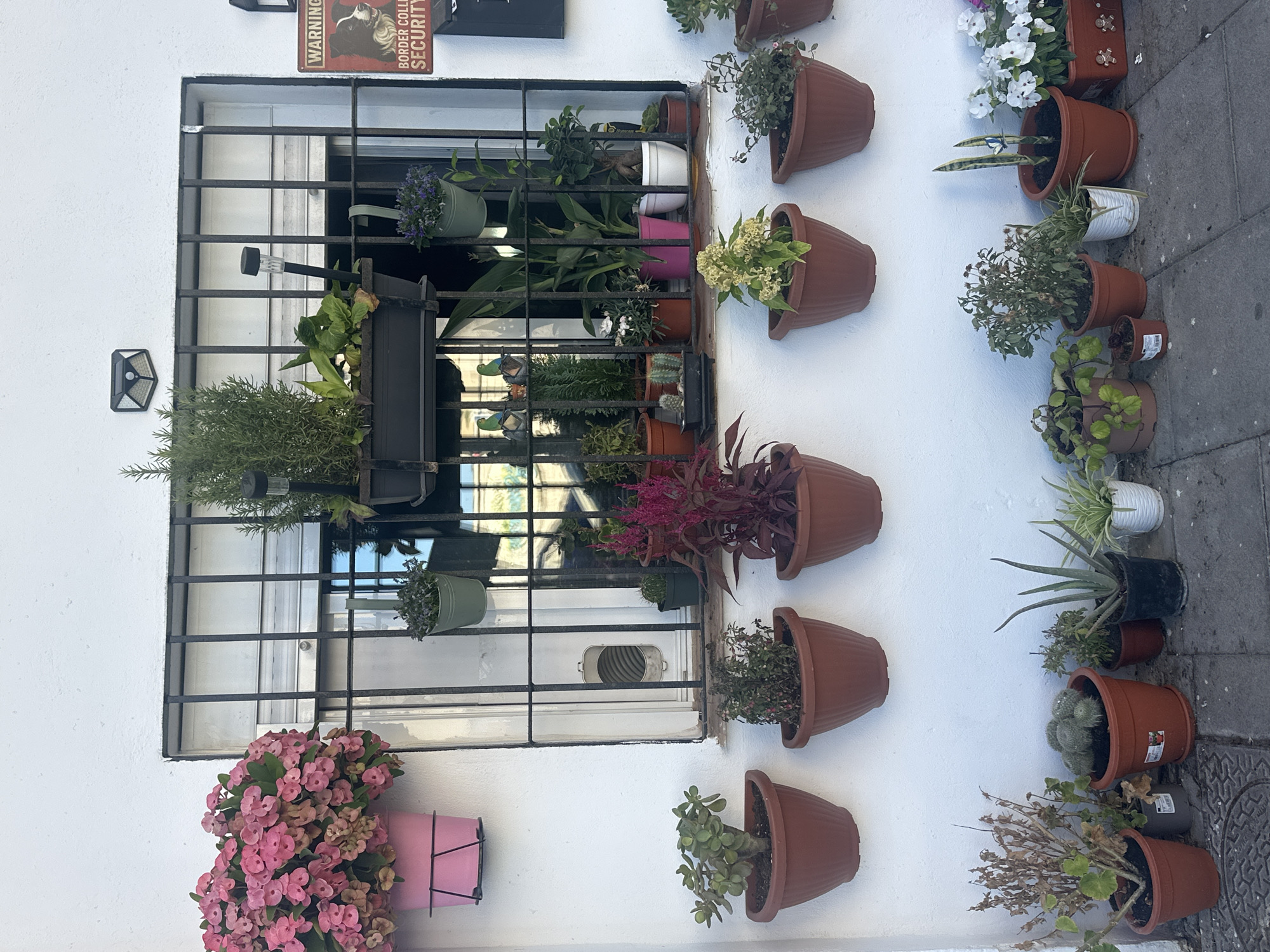 The image shows a white building facade with a barred window and numerous potted plants. In the upper left, a pink pot overflows with vibrant pink flowers. Below the window, a row of brown planters hang on the wall, containing various green plants. To the right of the window, a "WARNING BORDER COLLIE SECURITY" sign is visible. On the ground level, more potted plants are arranged, including cacti, succulents, and flowering plants. The scene appears to be an exterior wall of a residential or commercial building in Torremolinos, Spain, likely a street or patio area given the ground-level planters and paving stones.