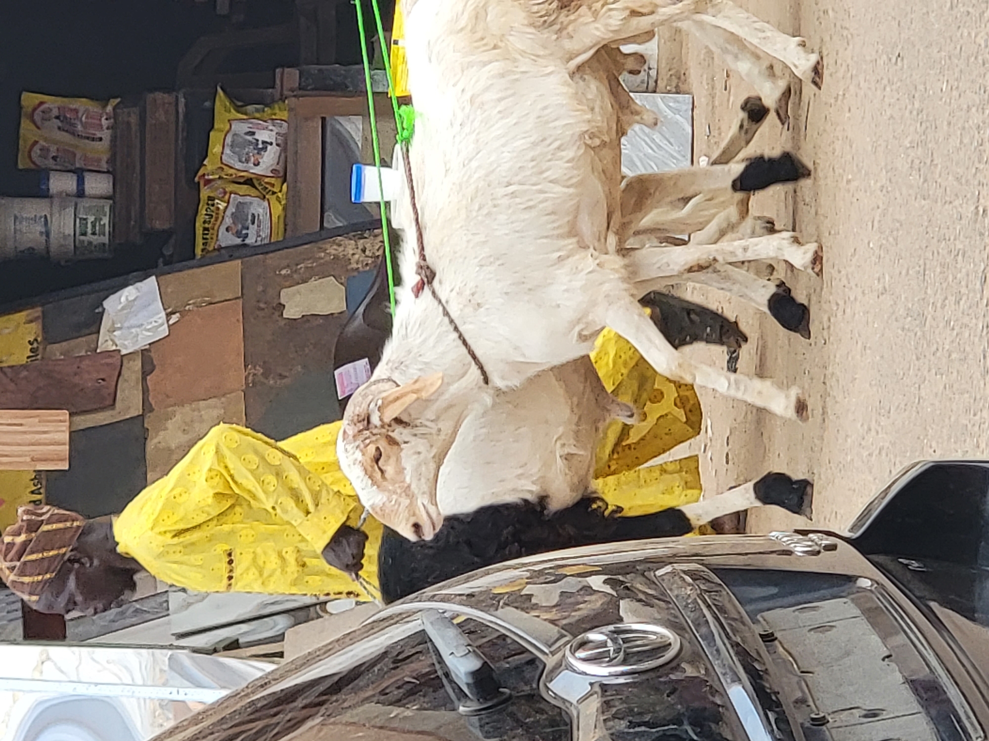 A rotated eye-level shot shows a black car in the city of Maiburiji, Nigeria with two white goats hanging from the top, facing right. One man, wearing a yellow patterned shirt and a brown and gold striped head covering, stands to the left of the car. The front of the car, including the windshield wiper and Toyota logo, is visible in the foreground. Behind the man are stacked bags and other items. The goats are hung upside down, with black markings on their hooves. The background is a tan-colored wall.
