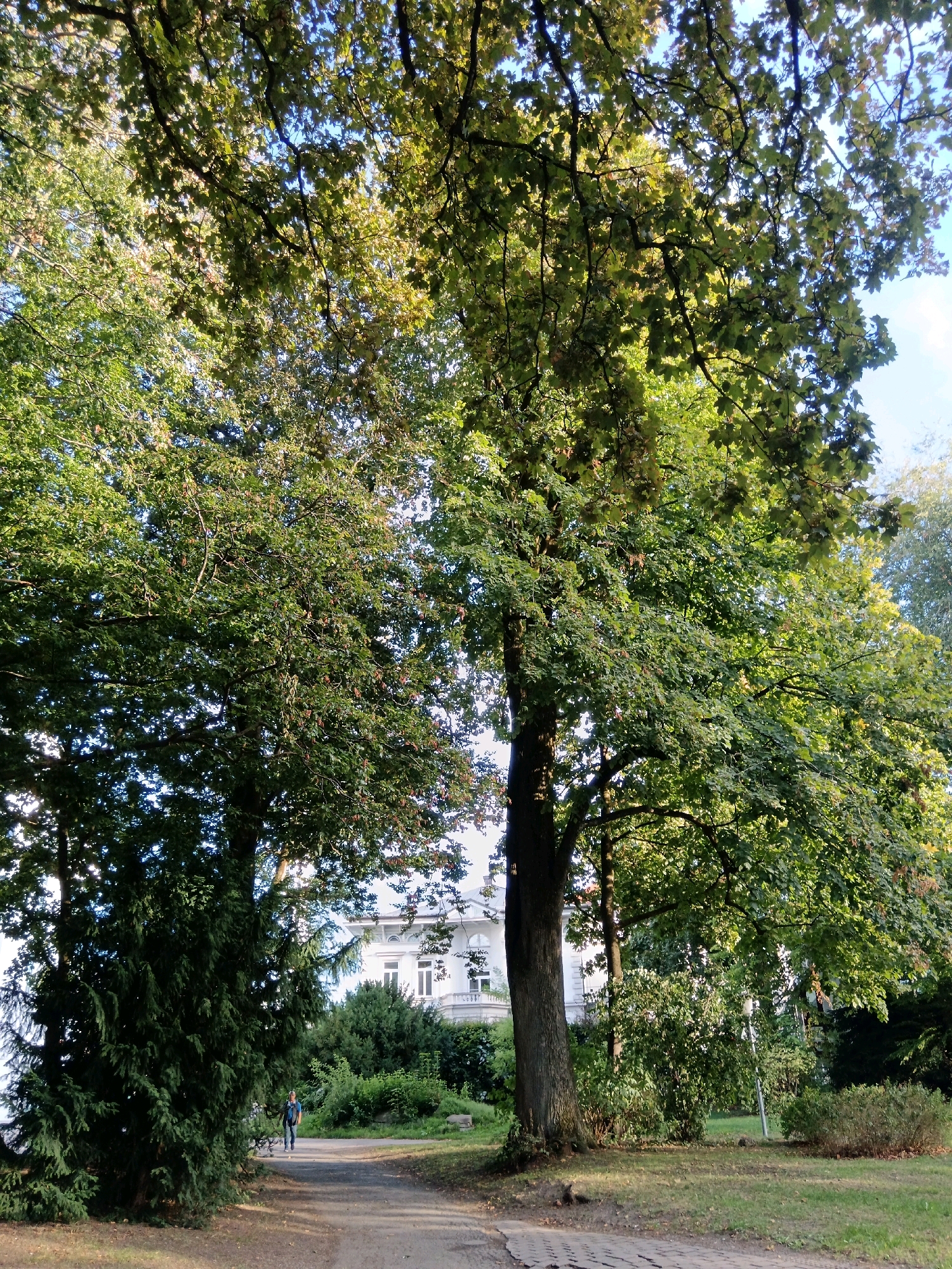 This is a photograph taken in Kempten (Allgäu), Germany, likely in a park or garden setting. The foreground features a pathway that curves to the right, paved with what appears to be cobblestones or large flat stones. To the left of the path, a large, dark green evergreen tree is prominent, with its branches reaching towards the center of the image. Behind the evergreen, a large deciduous tree with dense green foliage dominates the left half of the frame, its branches extending upwards and outwards, creating a canopy that obscures much of the sky.
In the mid-ground, a gravel path continues, leading towards a stately white building in the background. The building has a classical architectural style, with arched windows and a visible balcony or portico. A single person, dressed in blue jeans and a dark top, is walking away from the camera on the gravel path, positioned slightly to the left of the path's center. They are walking towards the white building.
The right side of the image reveals more of the deciduous trees, their green leaves catching the sunlight, suggesting it is daytime, possibly late afternoon due to the warm tones. There are also smaller bushes and grassy areas visible, with some patches of dry grass indicating the season might be late summer or early autumn. The sky is partly visible through the tree canopy, appearing blue with some lighter areas. The overall impression is a tranquil, natural setting with a prominent architectural element in the background.
