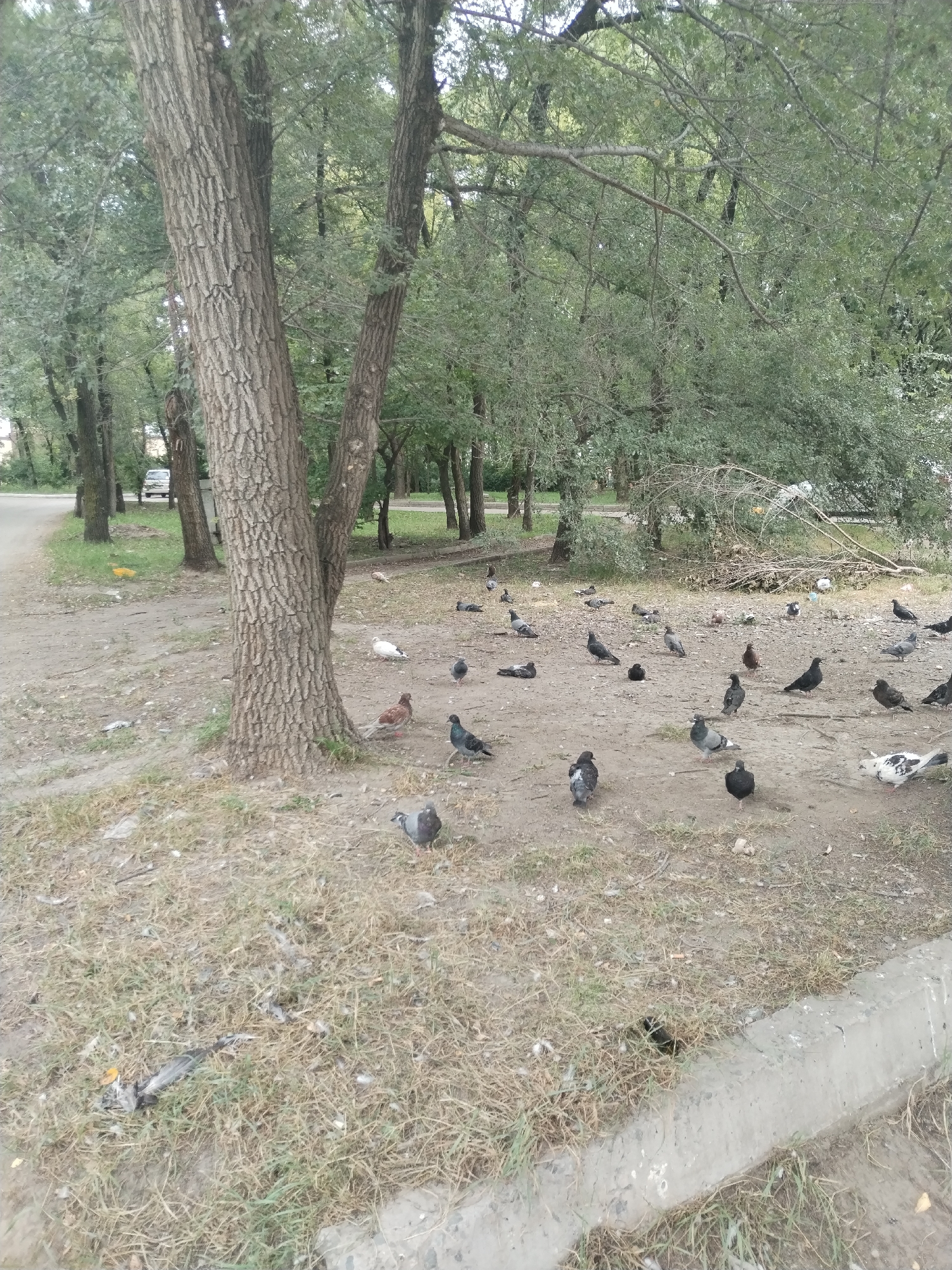 The image depicts a flock of pigeons gathered on a dusty, somewhat unkempt ground area adjacent to a road lined with trees. The ground is a mixture of dirt, dry grass, and scattered debris, including some litter and fallen leaves. Several trees with rough bark and leafy canopies form a backdrop, suggesting a park or a street with significant greenery.
In the foreground, there are numerous pigeons, varying in color from grey to white and brown. Some are standing, while others are pecking at the ground or in mid-peck. A few pigeons are notably white with black markings. A large tree trunk is prominent on the left side of the frame.
In the mid-ground, the dirt area continues, with more pigeons scattered across it. Some are grouped together, while others are more isolated. Beyond the pigeons, there's a hint of a paved road and a vehicle, possibly a car, parked or driving in the distance, suggesting an urban or semi-urban setting. The overall impression is a common urban scene where wildlife, specifically pigeons, congregates in an open area with vegetation.
The image is believed to be taken in the city of Ussurijsk, Russia, likely in an outdoor public space.