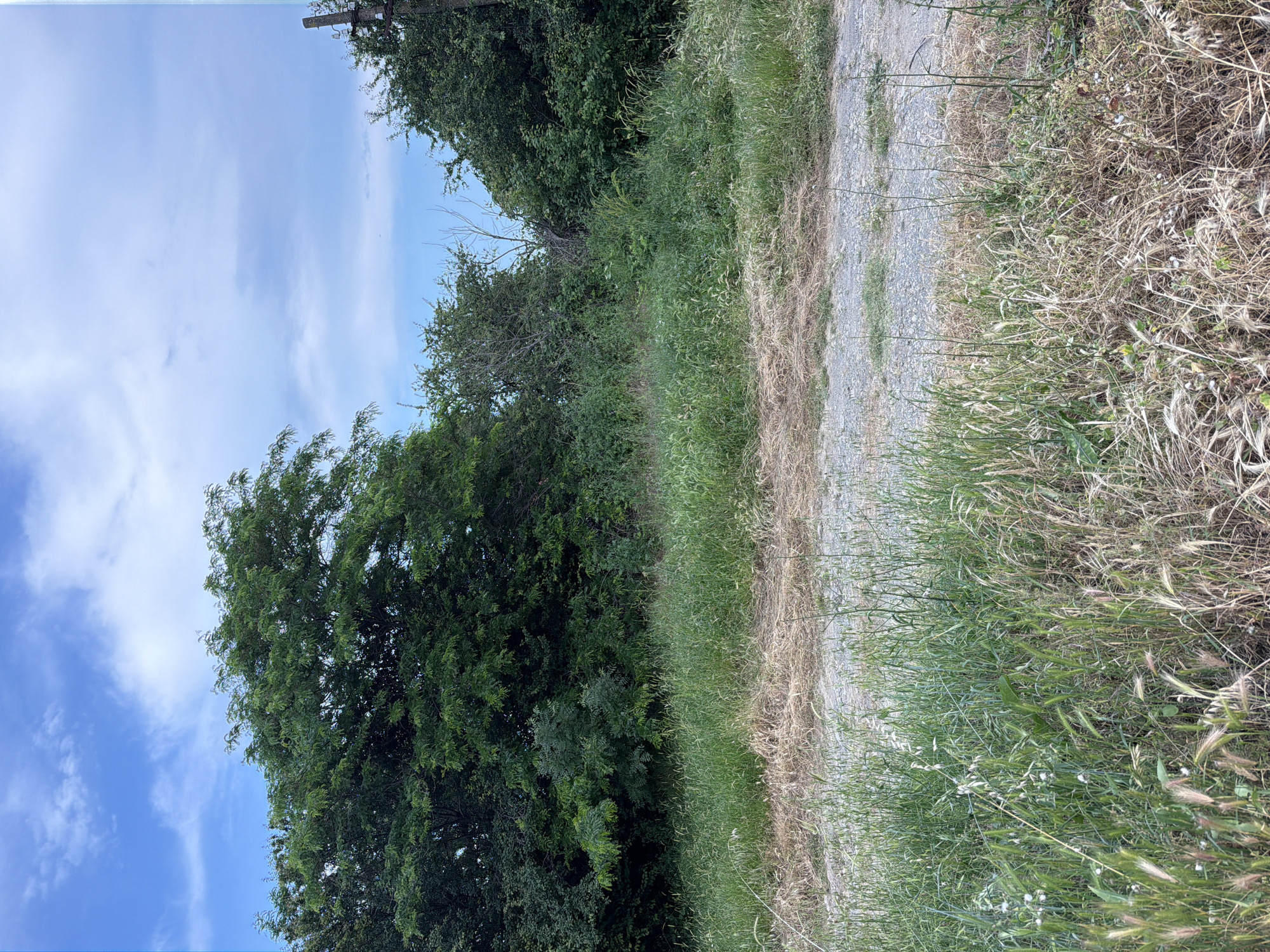 The scene depicts an outdoor landscape in Rezovo, Bulgaria, characterized by natural elements under a partly cloudy sky. The upper portion of the image displays a blue sky with diffused white cloud formations, presenting a brighter blue on the left and a lighter, hazier blue on the right.
The midground is dominated by dense, untamed vegetation. A large, robust deciduous tree with a full canopy of dark green leaves occupies the left half, extending towards the center. To its right, a thick expanse of wild bushes and smaller trees, varying in shades of green and exhibiting some dry branches, fills the space. A weathered, dark utility pole or similar wooden structure is partially visible at the far upper-right edge, emerging from the dense foliage.
The foreground features an unpaved road or pathway composed of light gray-brown gravel and compacted dirt, traversing horizontally across the lower section of the image. Immediately bordering this path is a strip of dried, light brown grass and weeds. Beyond this, the ground is covered in tall, unkempt green grass mixed with various herbaceous plants, some displaying seed heads or lighter green tips, intermingled with patches of dried, straw-colored vegetation. No human subjects, animals, or overt signs of recent human activity are present.