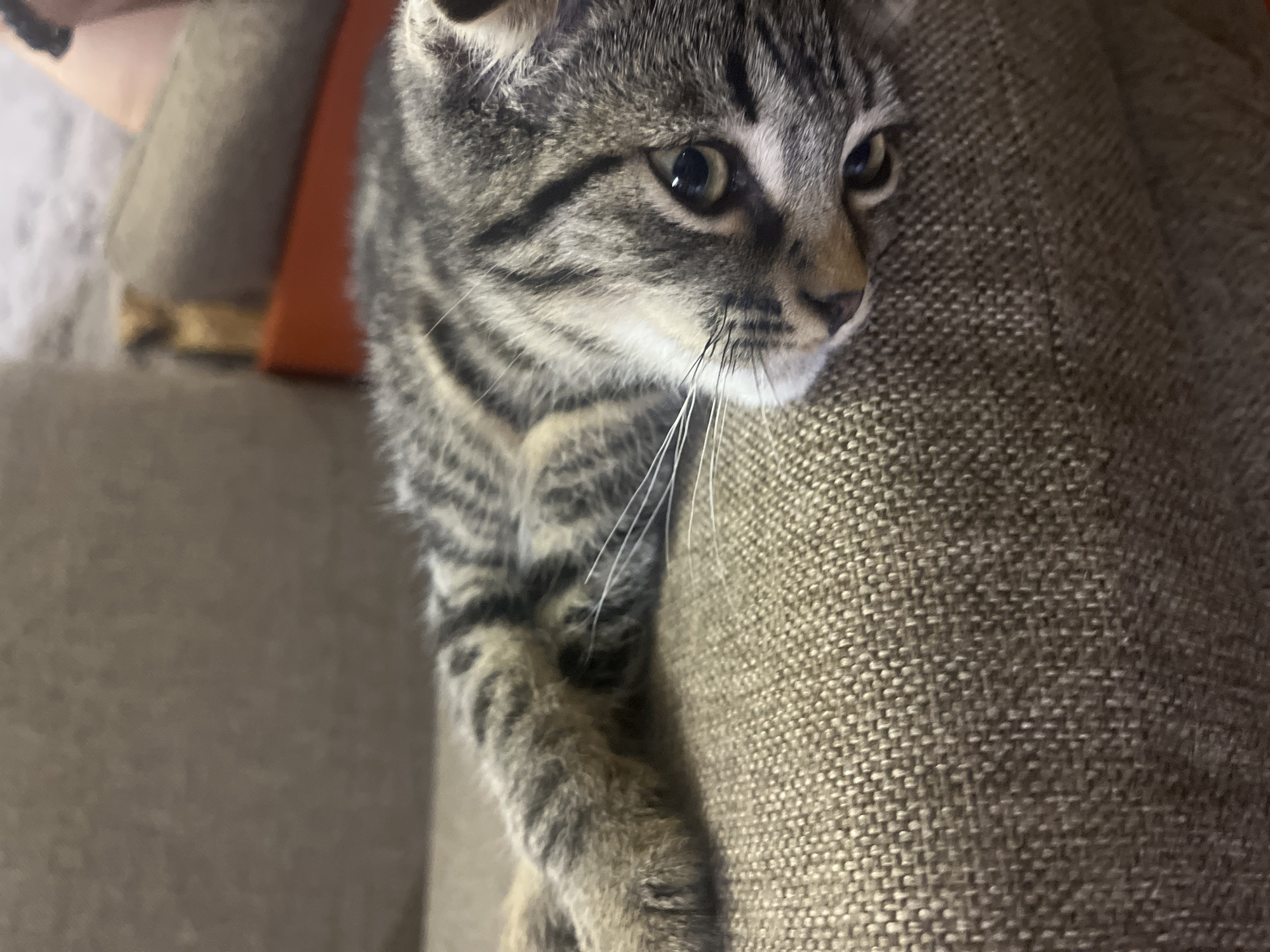 A tabby cat is lying on a textured brown sofa, with its head resting on its paws. The cat's fur is a mix of gray, black, and brown stripes. Its eyes are open, and it appears to be relaxed. The sofa is in a room with blurred background elements, including what appears to be another sofa or cushion and a hint of orange furniture. The lighting is dim, casting soft shadows on the cat and the sofa. The scene suggests a domestic setting. There is no identifiable location in Tbilisi, Georgia.