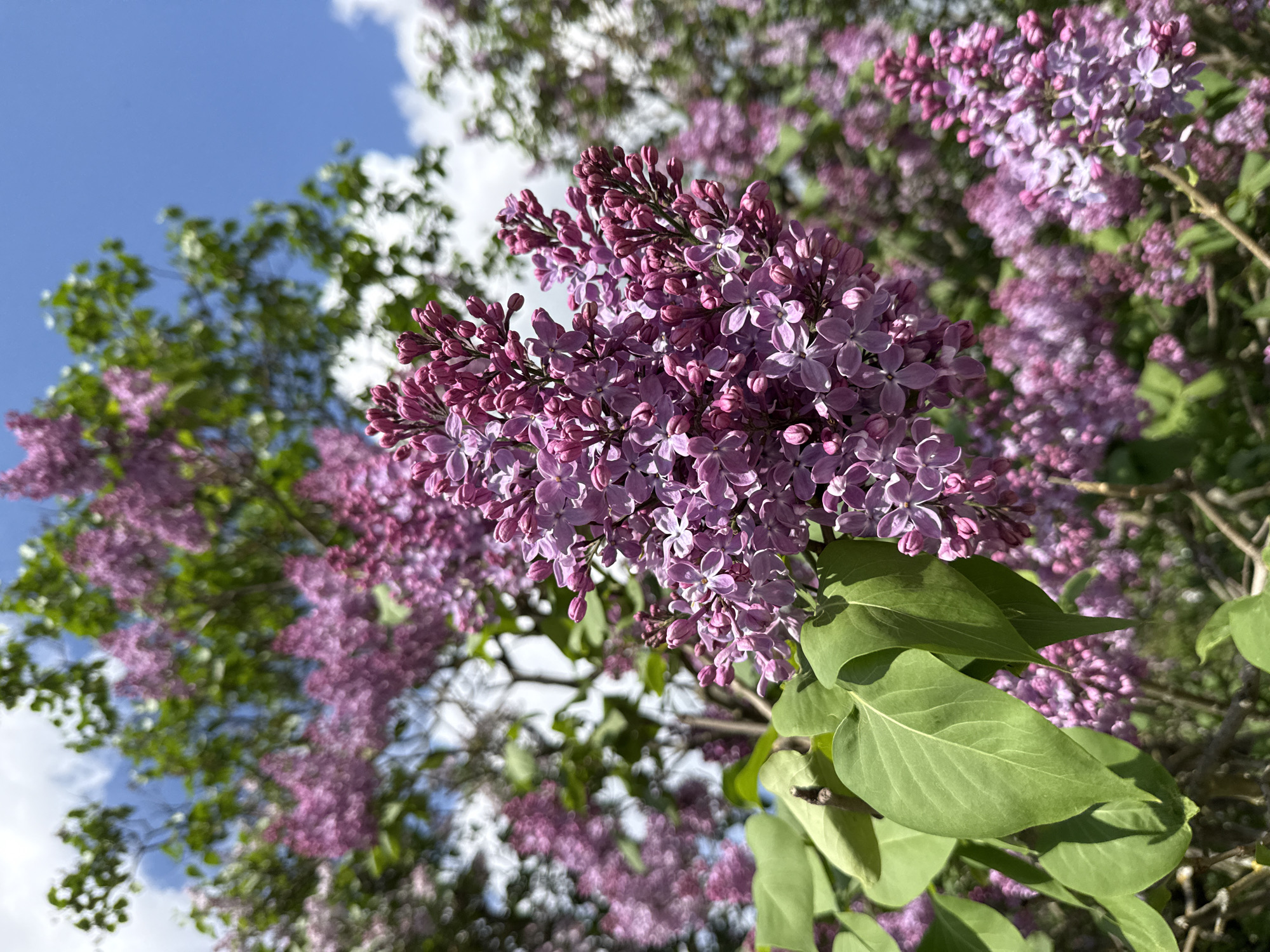 The image shows a close-up view of lilac blossoms against a backdrop of greenery and a partly cloudy sky. The focus is on a cluster of vibrant purple and pink flowers in full bloom. Other clusters of lilacs appear in the background, slightly out of focus. Green leaves are visible near the primary cluster. The scene seems to be outdoors, likely during the daytime, with natural lighting. The presence of lilacs suggests a springtime setting. It is not possible to confirm the location is Moscow, Russia, from the image alone.