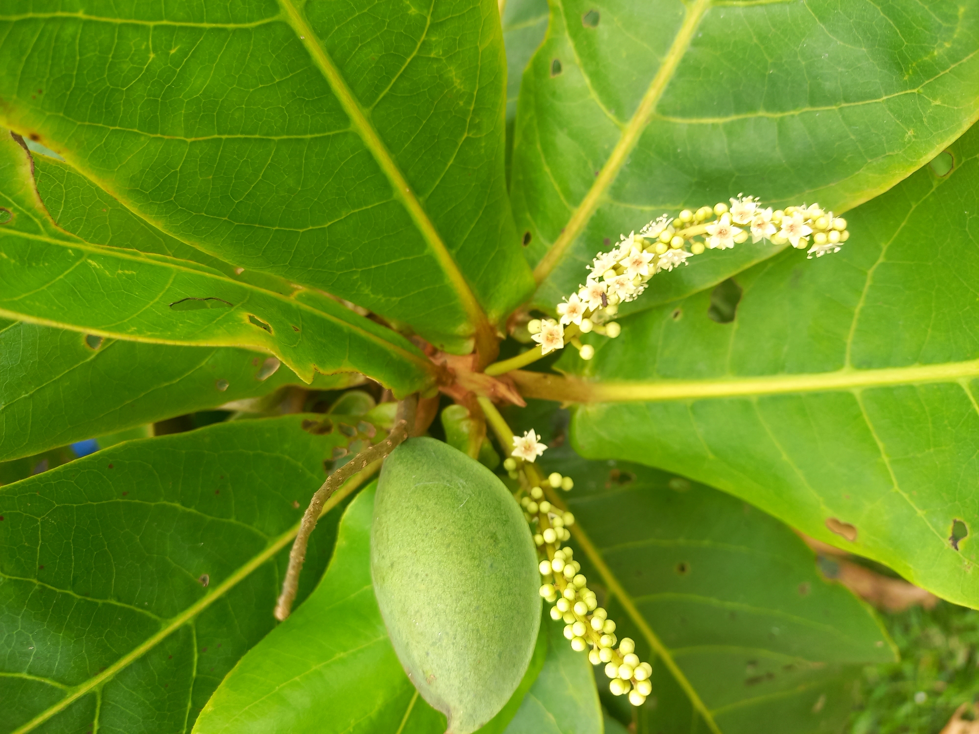 This is a close-up, top-down shot of a Terminalia catappa tree branch, commonly known as a tropical almond or sea almond. The main subjects are the large, vibrant green leaves, a developing green fruit, and a cluster of small, white flowers. The leaves are broad and ovate with prominent veins running throughout. Some leaves show minor signs of damage, such as small holes or brown spots.
The fruit is elongated and smooth, with a pale green hue. It is positioned in the lower left quadrant of the image, attached to a thin stem. To the right of the fruit, a spike of tiny, pale yellow to white flowers is visible, some of which have small, dark insects on them. The flowers are delicate and clustered together, with a few individual blossoms showing distinct petals.
The overall scene is natural and organic, with the textures of the leaves, fruit, and flowers clearly discernible. The background is softly blurred, suggesting a shallow depth of field, and hints at a natural outdoor setting with hints of brown earth or ground cover. The lighting appears to be natural daylight, likely morning or afternoon, given the brightness and the way light illuminates the leaves. There are no people, text, or specific event depicted. The image captures a moment in the life cycle of the tropical almond tree, showcasing its foliage, fruit, and blossoms. The location context provided is Gampongkeude, Indonesia, which is consistent with the tropical nature of the plant.