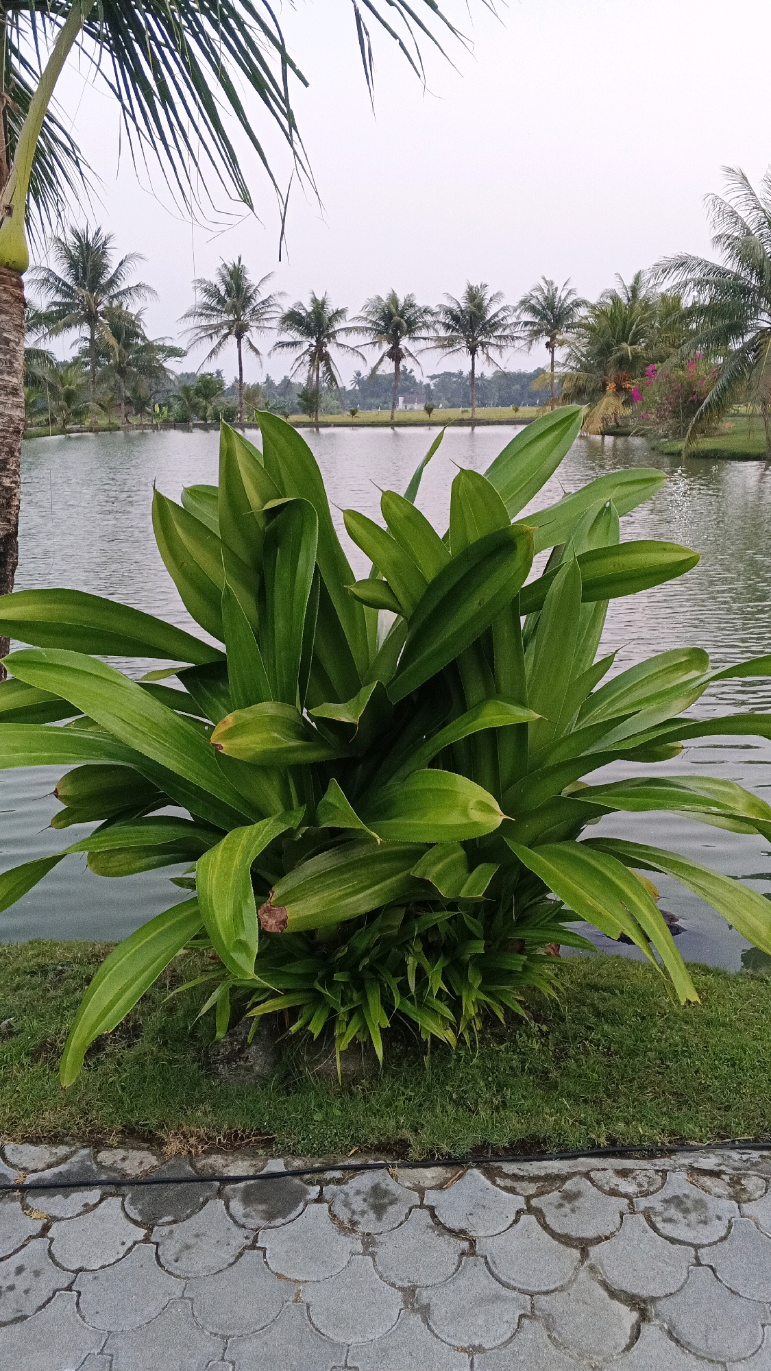 In Minggir, Indonesia, a lush green plant with broad, elongated leaves stands prominently in the foreground, situated on a patch of grass. This verdant foliage contrasts with the calm, reflective surface of a body of water behind it. A row of coconut palm trees stretches across the background, their fronds reaching towards a muted, overcast sky. The ground in front of the grass is paved with grey interlocking tiles, creating a textured border for the natural scene. The overall impression is one of a tranquil waterside setting, likely a park or recreational area.