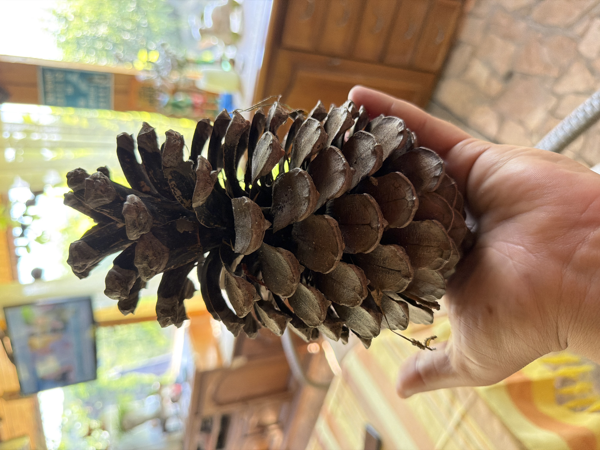A hand holds a large, brown pinecone in the foreground. The pinecone's scales are visible and detailed. In the background, the scene is blurry, suggesting an indoor setting with natural light coming from windows. There are hints of furniture, including a wooden cabinet and a table with a patterned tablecloth. A television screen is visible on a stand, displaying a colorful image. The overall impression is of a rustic, home environment. The image is tagged with the location Lobosh, Bulgaria.