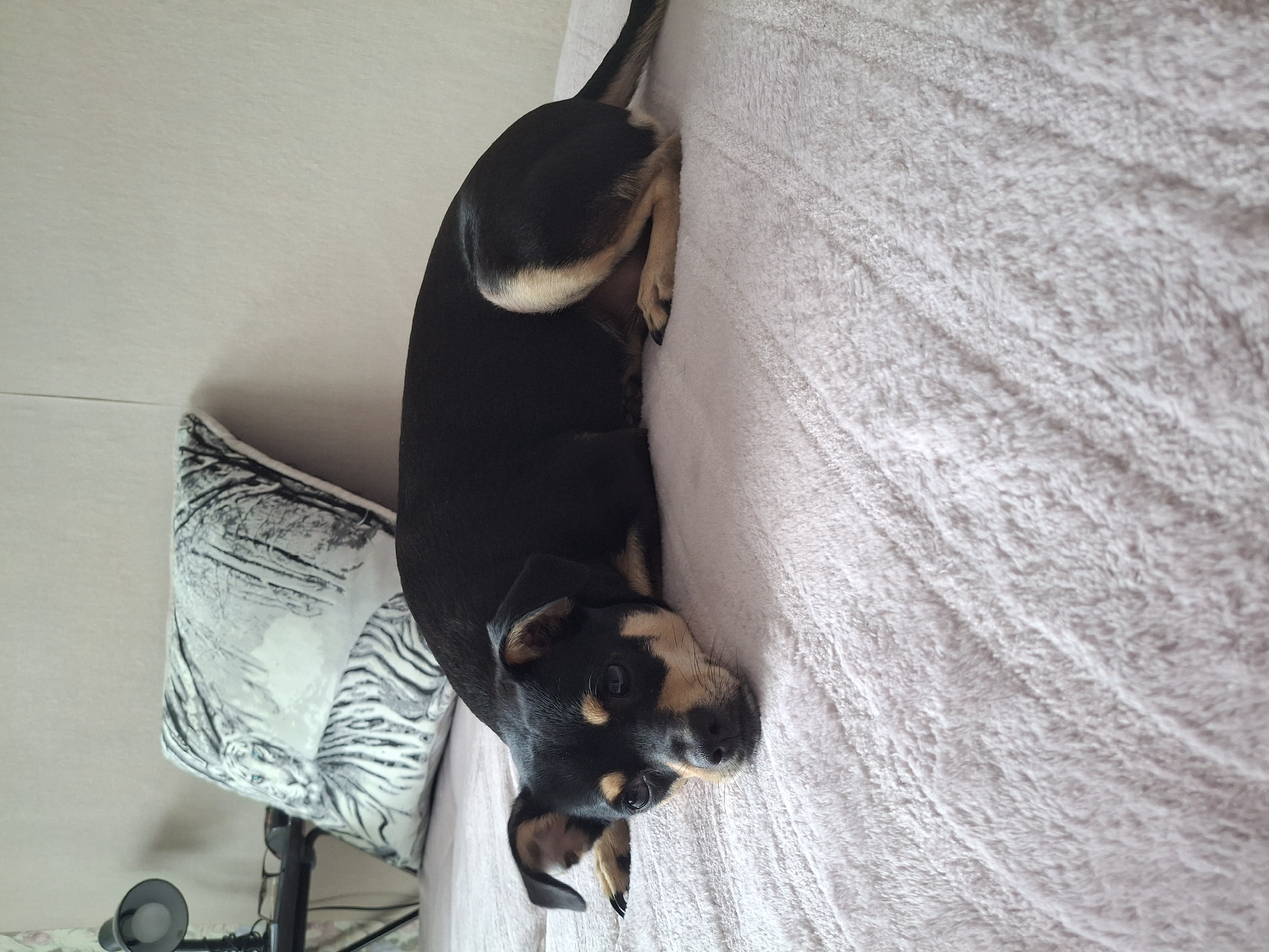 A black and tan dog is lying on a light pink textured blanket. The dog is positioned horizontally in the frame, facing left with its head resting on the blanket. A patterned pillow featuring a tiger and trees is visible behind the dog, leaning against a light-colored wall. A desk lamp and what appear to be glasses are on a black surface to the left of the pillow. The overall environment suggests an indoor setting, likely a bedroom or living area. The location is not specified.
