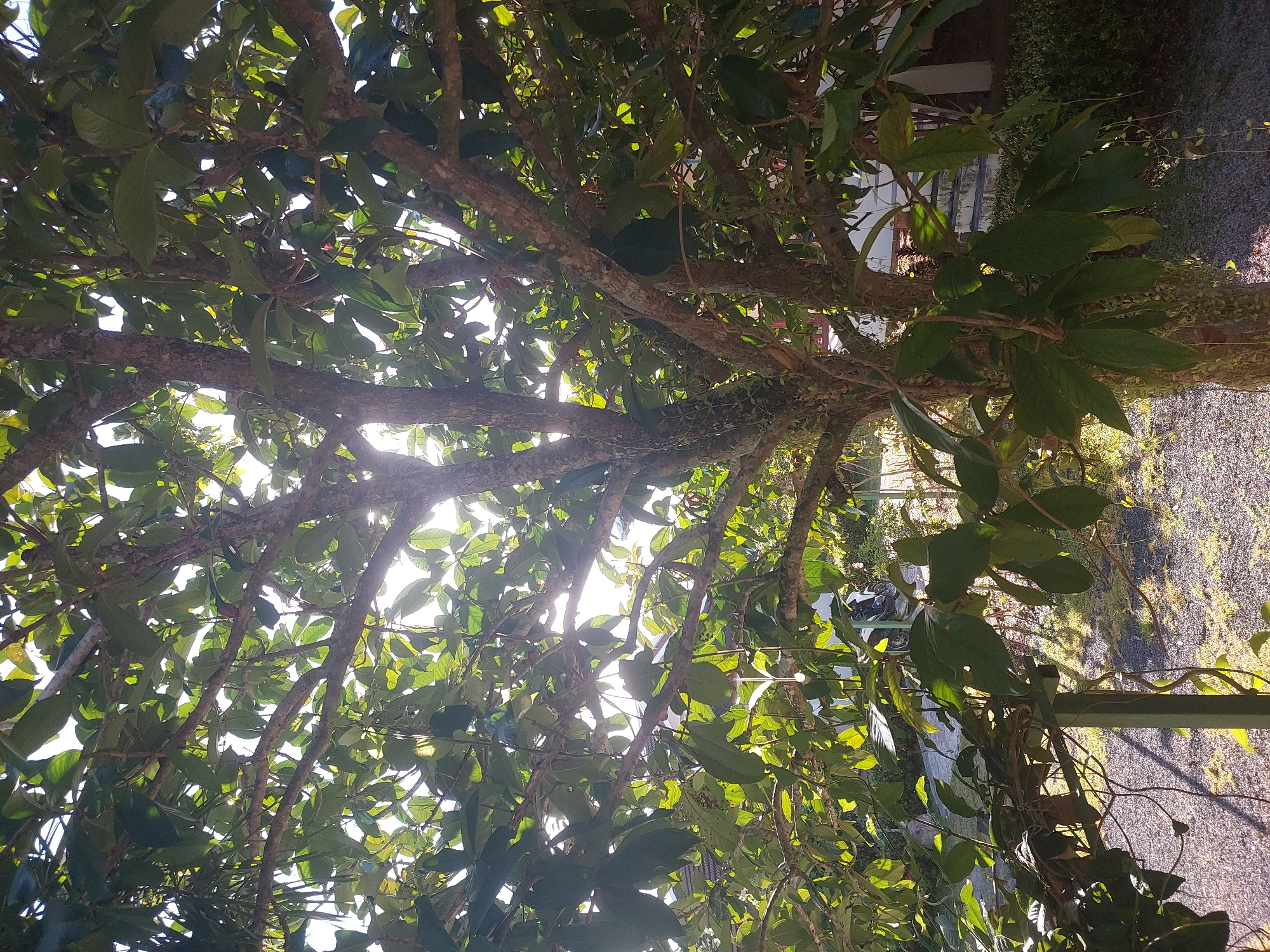 The image shows a view looking up through the dense canopy of a tree, with sunlight filtering through the leaves. The branches are thick and gnarled, with many large, green leaves obscuring much of the sky. Some of the branches appear to have vines or smaller plants growing on them.
In the background, glimpses of a setting can be seen. To the right, there is a gravel-covered area with some dappled sunlight, suggesting an outdoor location. Further back, there are hints of structures, possibly a building with a white wall and some fencing. There are also some out-of-focus green bushes or foliage. The overall impression is of a sunny day, possibly in the late morning or early afternoon, given the angle of the sun. There is no visible text in the image.
The image appears to be taken in Baan Mae Nam, Thailand, given the location context. The lush foliage and the quality of light are consistent with a tropical or subtropical environment. No people or specific objects of interest are clearly identifiable within the frame, other than the natural elements of the tree and its surroundings. The activity taking place is simply the state of the natural environment on a sunny day. The emotions evoked are likely those of tranquility, warmth, and immersion in nature.