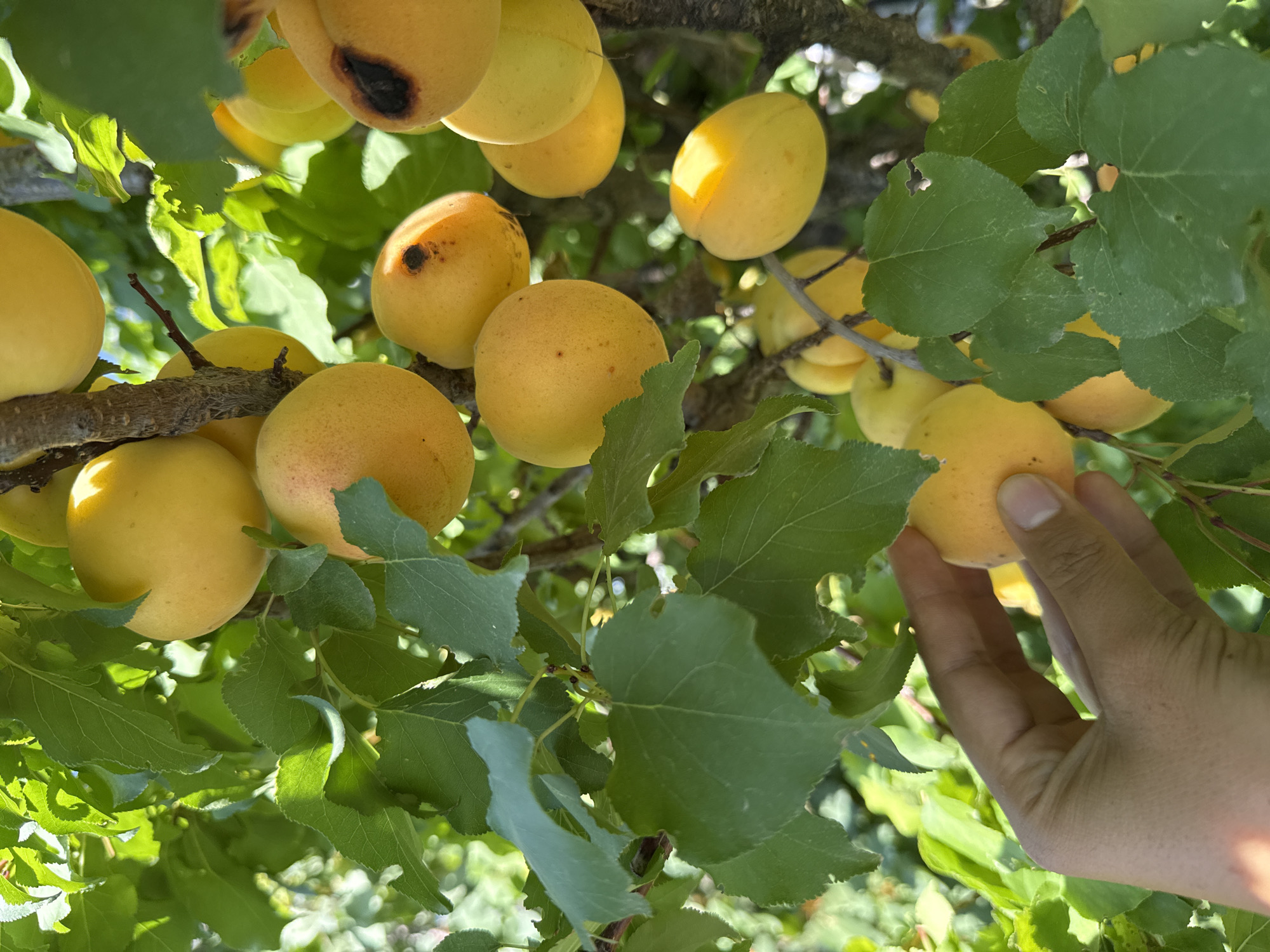 An over-the-shoulder shot captures a person's left hand reaching for a ripe apricot on a tree in Tash-Kyia, Kyrgyzstan. The hand, with its palm facing upward, gently grasps the orange fruit, its fingers curved around its spherical form. Surrounding the hand and the apricot are numerous other ripe apricots, their surfaces a vibrant yellow-orange, some bearing dark spots, likely indicating ripeness or minor blemishes. Lush green leaves and tree branches form a dense canopy, dappled with sunlight, creating a natural, organic backdrop. The image evokes a sense of harvest and the abundance of nature.
