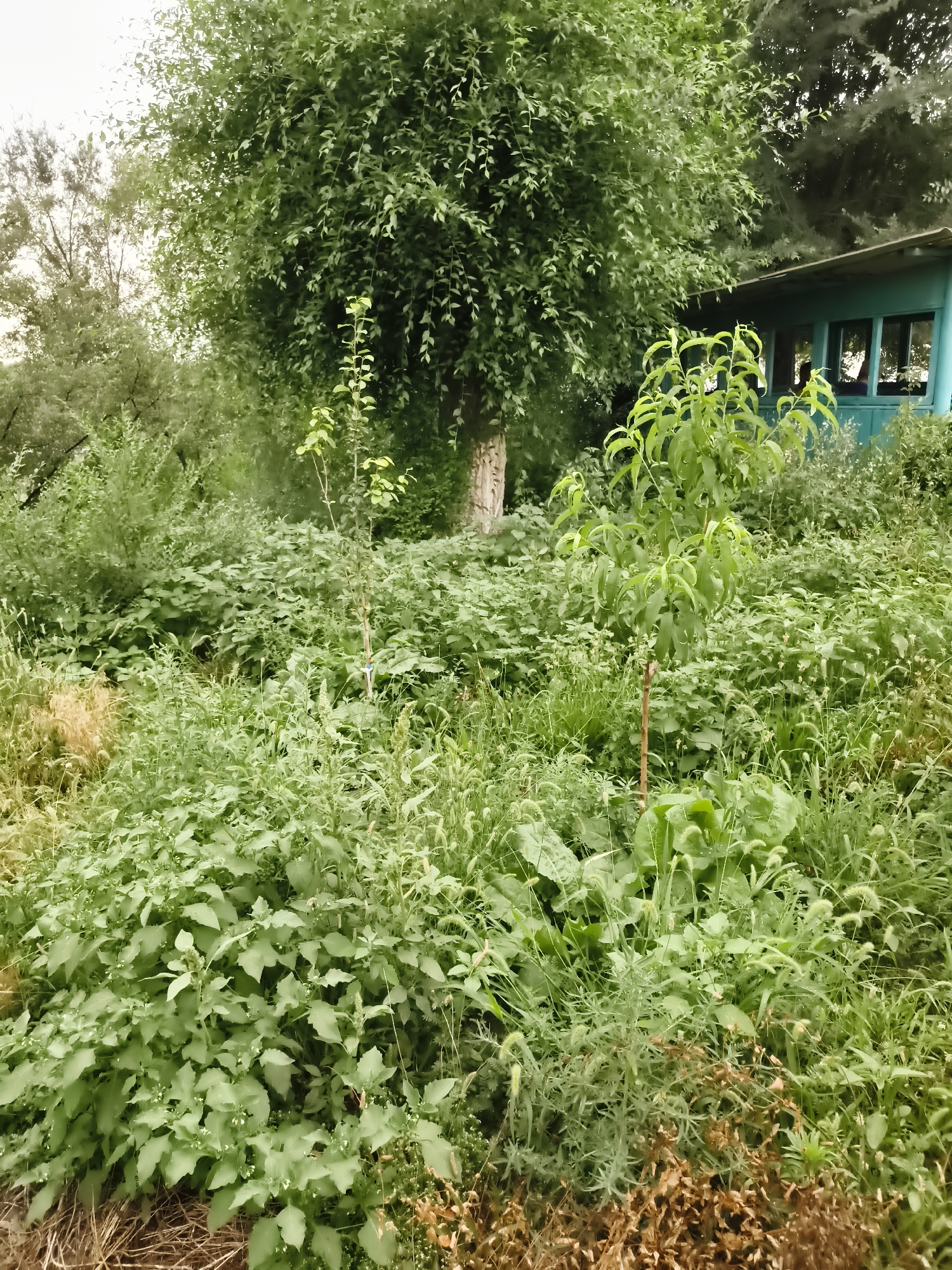 The image depicts an overgrown, verdant outdoor scene, likely a backyard or garden area, with a light-colored, slightly overcast sky. In the background, a teal-colored structure with windows and a sloped roof is visible, suggesting a small building or shed. Dominating the foreground and midground is dense vegetation, including various types of green plants, bushes, and trees. A thin sapling stands prominently in the mid-left of the frame. The overall impression is one of untamed natural growth within a developed area. The location of Гвардейский, Kazakhstan, is not discernible from the visual content of the image.