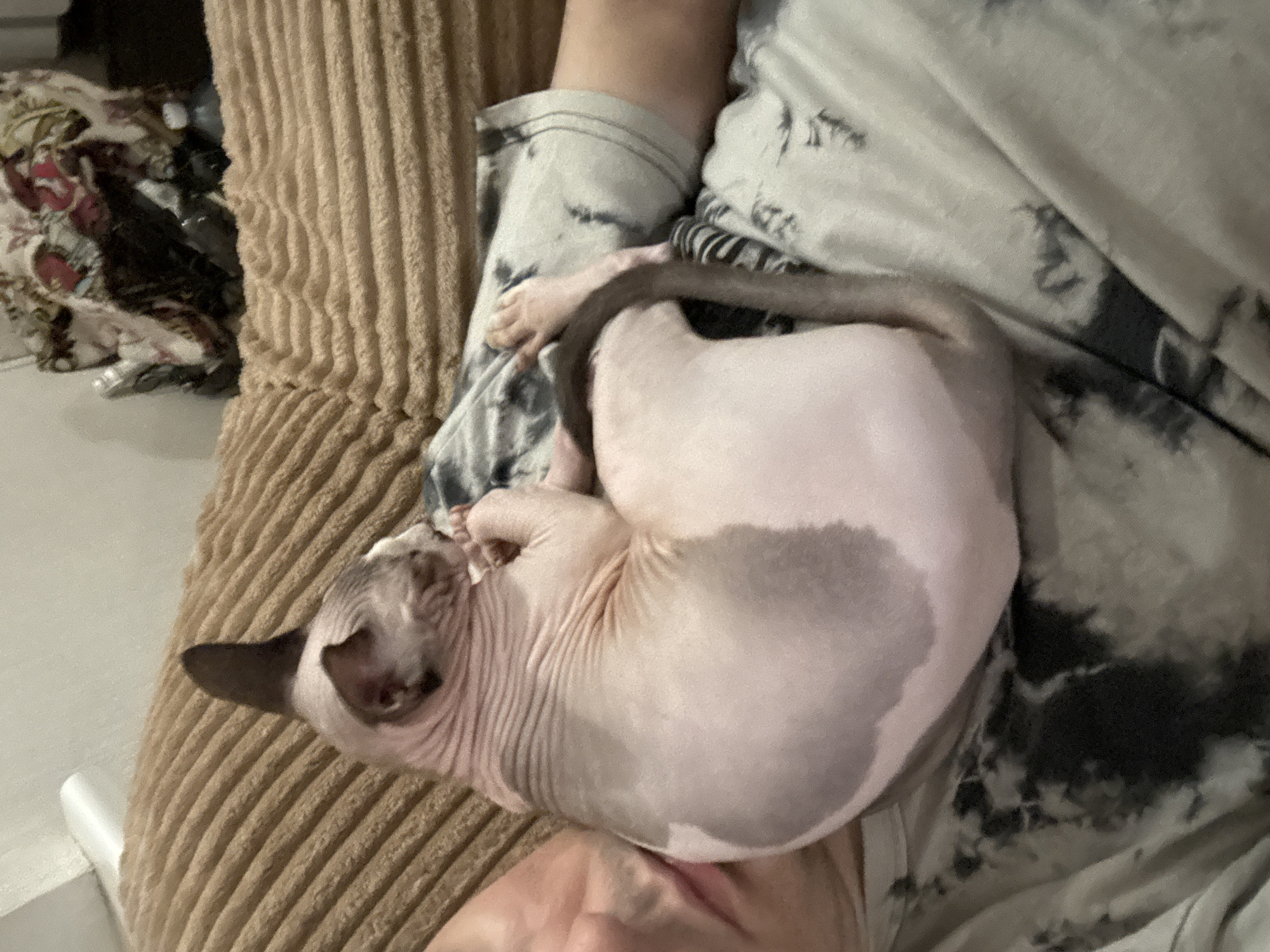 A hairless cat is curled up on a person's lap on a brown corduroy sofa. The cat is light pink with darker gray markings on its back and tail. Its ears are pointed and dark. The person is wearing a grey and black tie-dye t-shirt. The background shows the sofa and a wall.