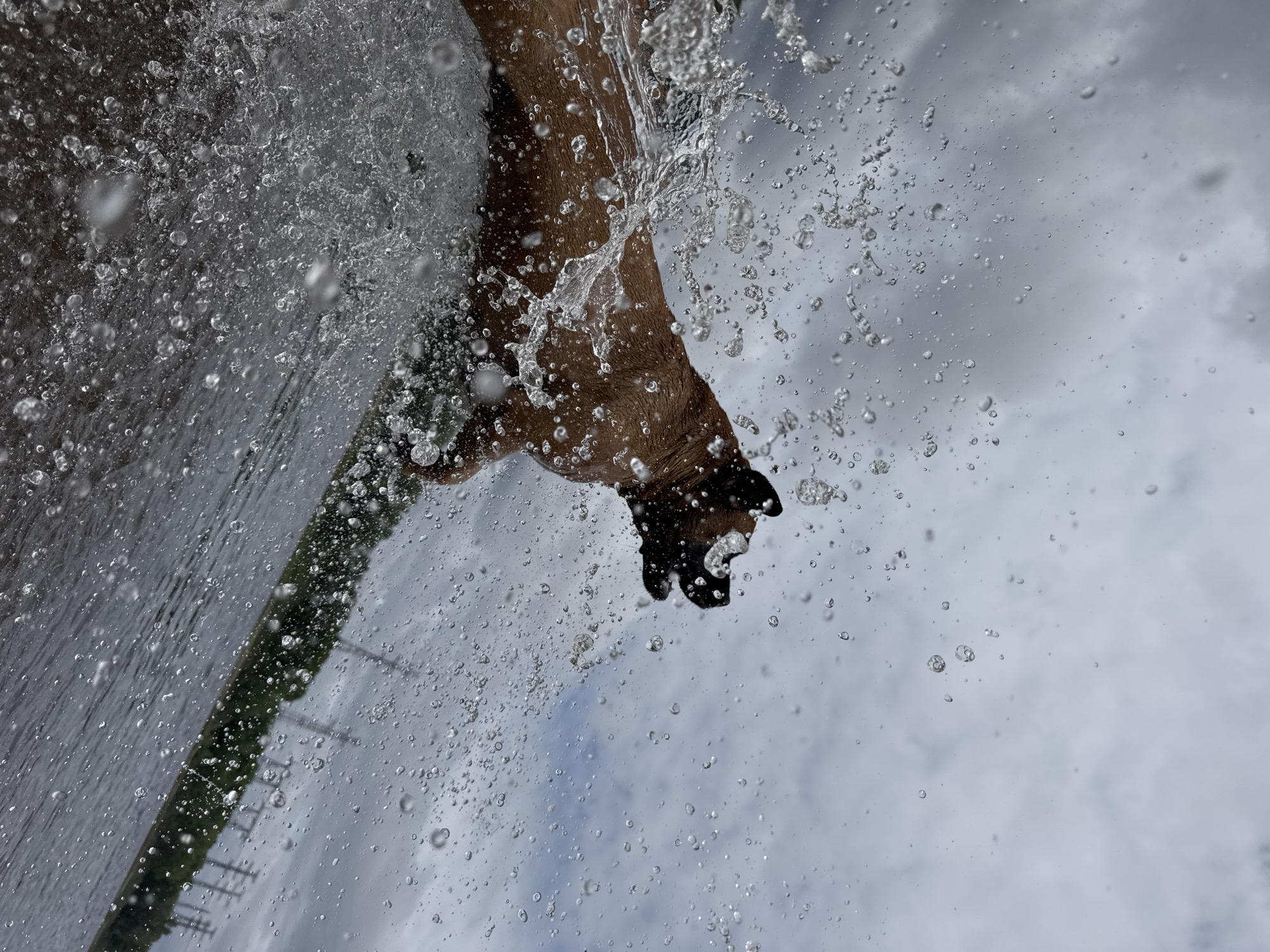 A brown dog is captured mid-air, splashing through water. The dog's body is mostly visible, angled towards the right of the frame, with its mouth open. Water droplets are frozen in motion around the dog, creating a dynamic effect. The background is a cloudy sky, and a body of water stretches diagonally across the lower portion of the image, with a line of trees and power lines on the distant shore. The scene appears to be an outdoor recreational area.