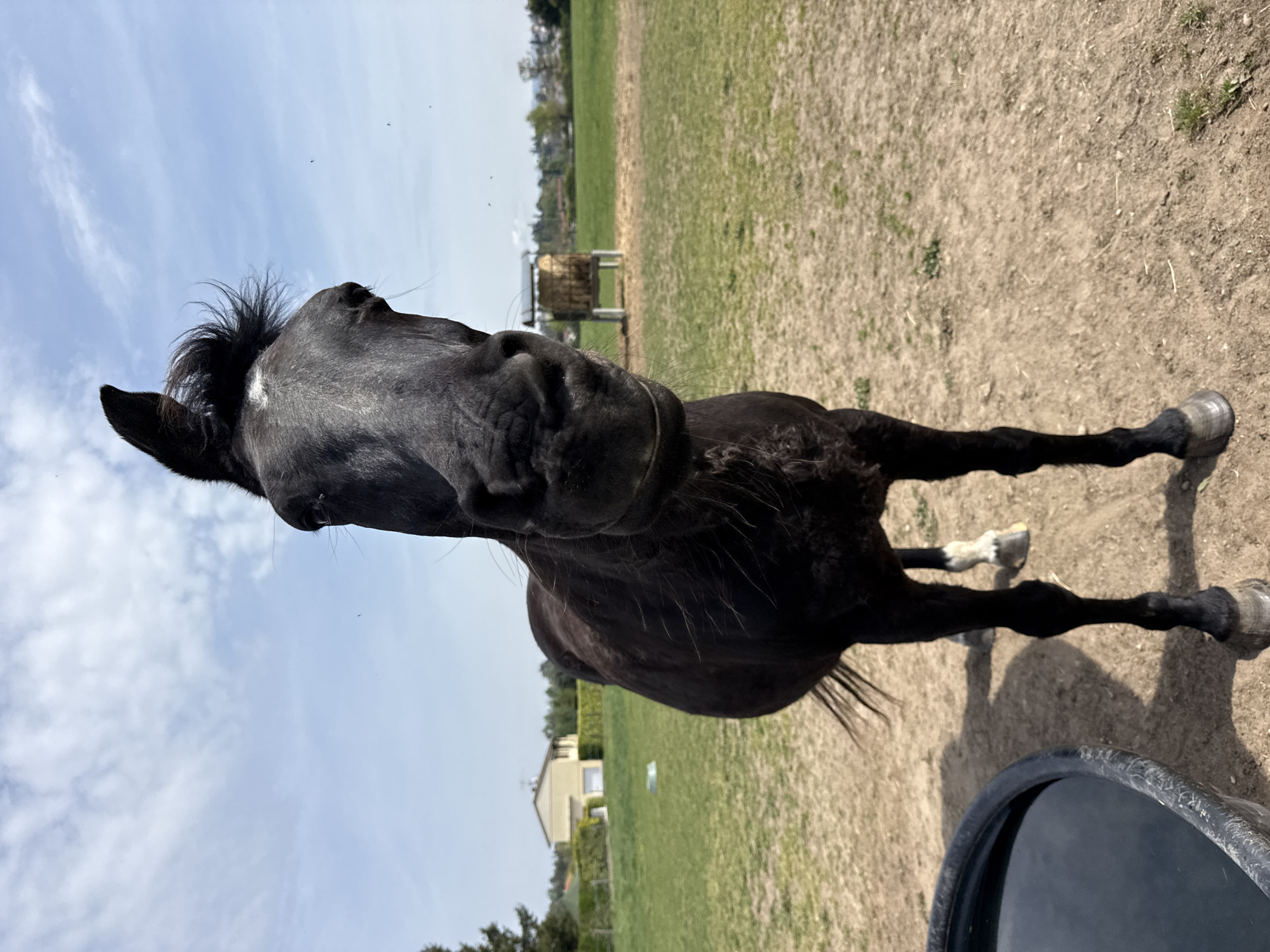 A close-up, low-angle shot shows a black horse outdoors in Veauchette, France. The horse is facing the camera with its head tilted slightly. The ground is dry and dusty with patches of green grass. In the background, there is a green field, trees, and a building. A hay bale feeder is visible in the distance. The sky is blue with sparse clouds. A black container is partially visible in the lower right corner.