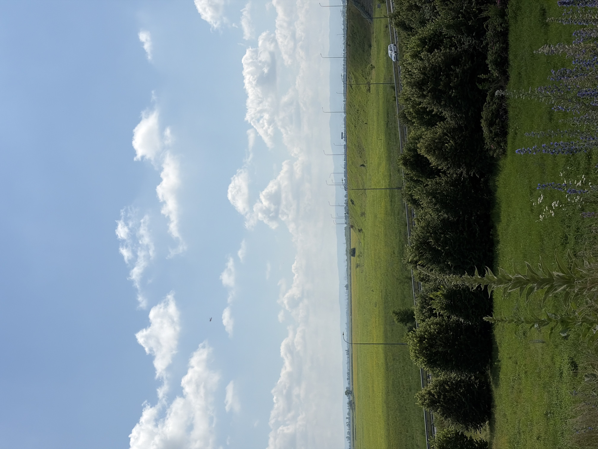 A drone is seen flying in a wide shot of a rural landscape under a bright blue sky filled with scattered white clouds. In the foreground, lush green grass and wild plants are visible. Beyond the foreground, a line of dark green trees creates a natural border. Further back, a vibrant yellow field stretches across the landscape, suggesting a cultivated crop. A road with streetlights runs along a grassy embankment, and a white vehicle is seen driving on it. In the far distance, a hazy mountain range can be observed.