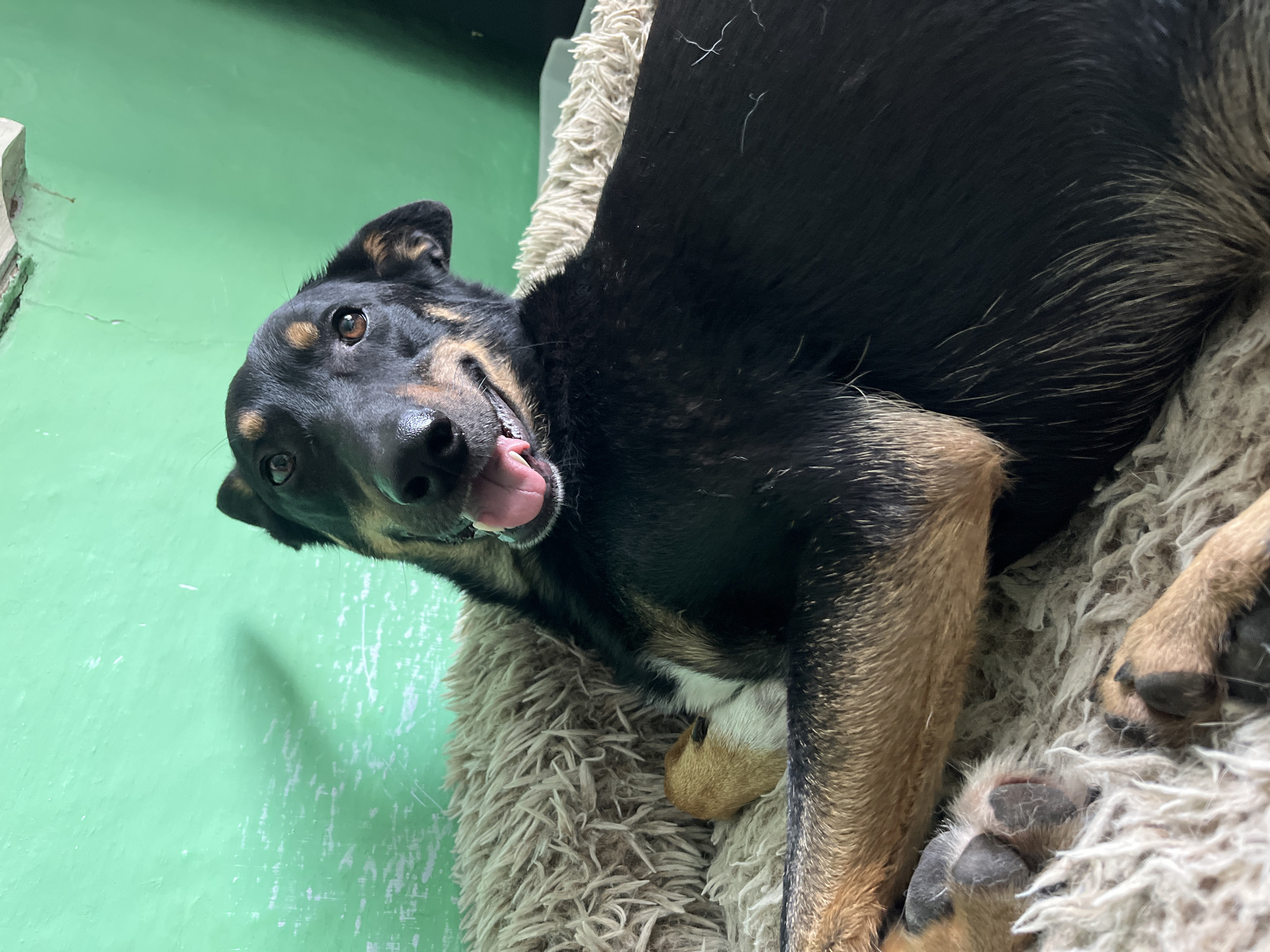 A medium shot shows a black and tan dog with its head tilted, tongue slightly out, and eyes looking forward. The dog is lying on a fluffy beige bed, which is placed against a light green wall. The wall appears to be textured and shows signs of wear. A shadow is cast on the wall to the left of the dog's head. The dog's paws are visible in the foreground, resting on the bed. There are no people or other animals present in the image. The scene appears to be indoors, in a domestic setting. The location is not identifiable as Nizhny Tagil, Russia.