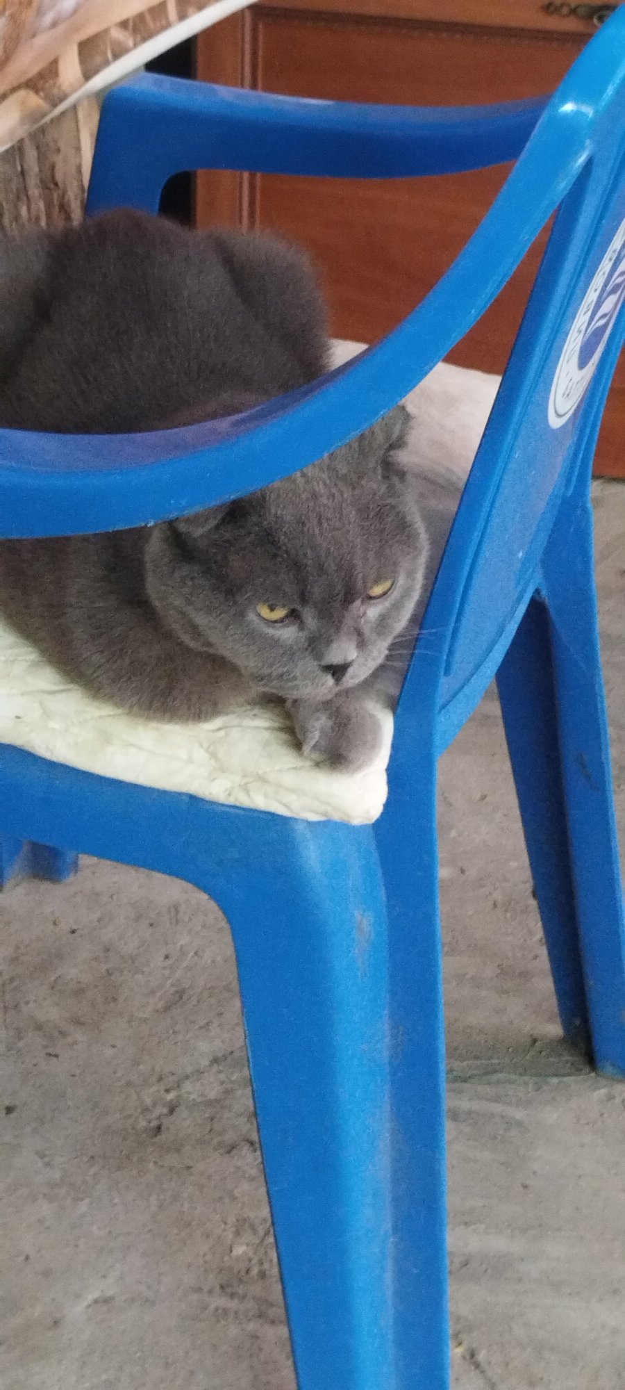 A gray cat with yellow eyes is lying on a light-colored cushion on a blue plastic chair. The cat is positioned in the center of the frame, with its head turned towards the viewer. The background shows a wooden door and a tiled wall. The scene appears to be outdoors, possibly on a patio or balcony, with a concrete floor visible at the bottom of the image. The cat's expression is somewhat indifferent. The location is Yaroslavskaya, Russia.