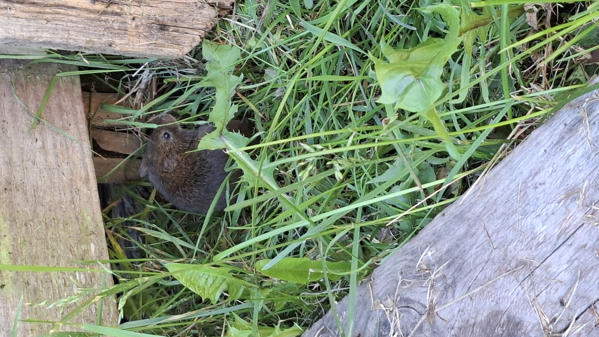 A small, brown rodent with dark eyes and visible whiskers is partially hidden in tall green grass. The rodent is positioned in front of a rough, weathered wooden structure, possibly a fence or building. The ground is covered in grass and other vegetation, with a piece of grey, weathered wood in the foreground. The scene appears to be outdoors, in a rural or natural setting, and is not located in Novovilgovskoye Sel'skoye Poseleniye, Russia, as the image does not provide any information to confirm or deny this location.